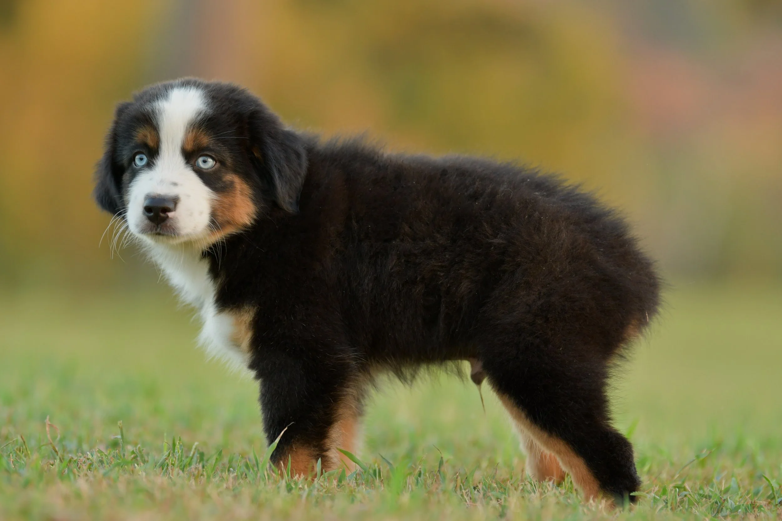 KELPIE. Black Tri Male. $1350. 