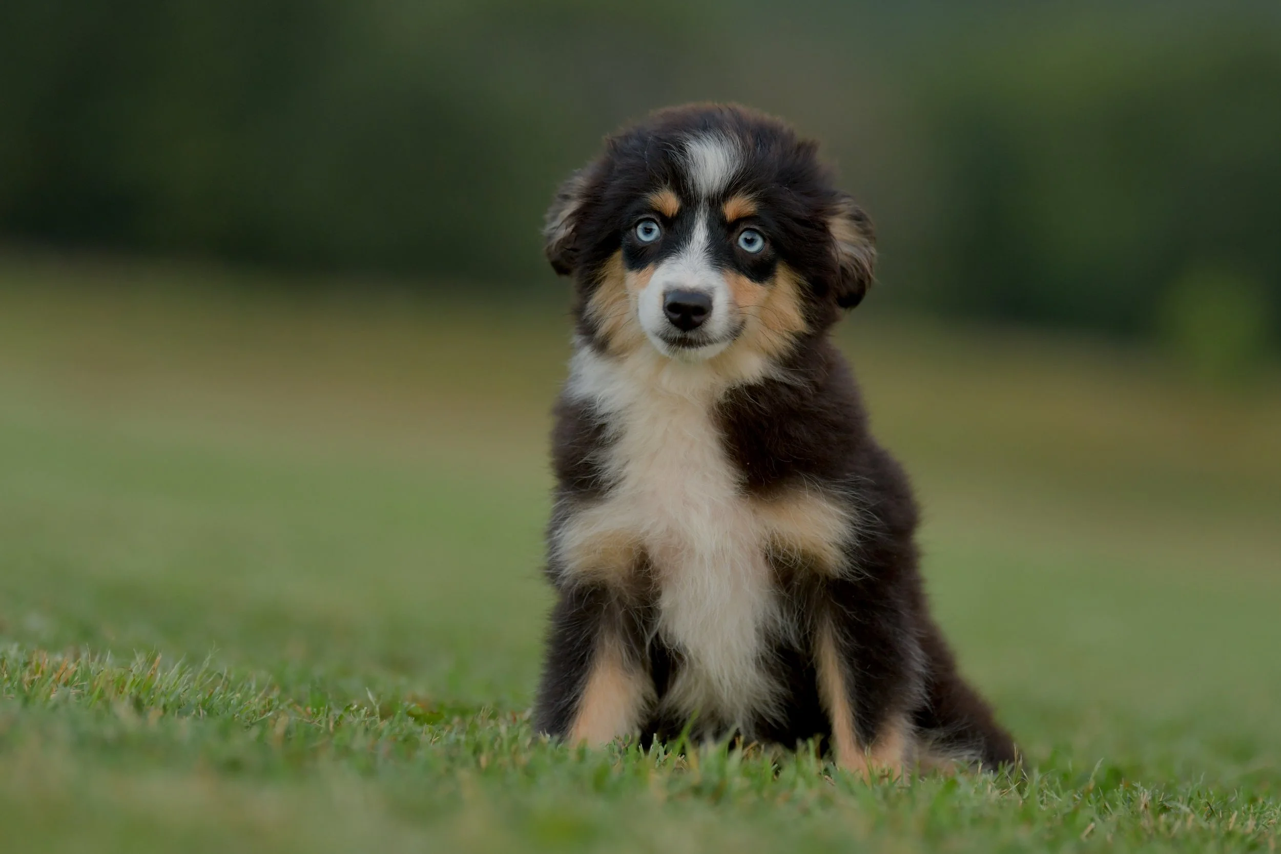 BOBA. Black Tri Female. $1650 to a pet home. Inquire for Full Registration. 