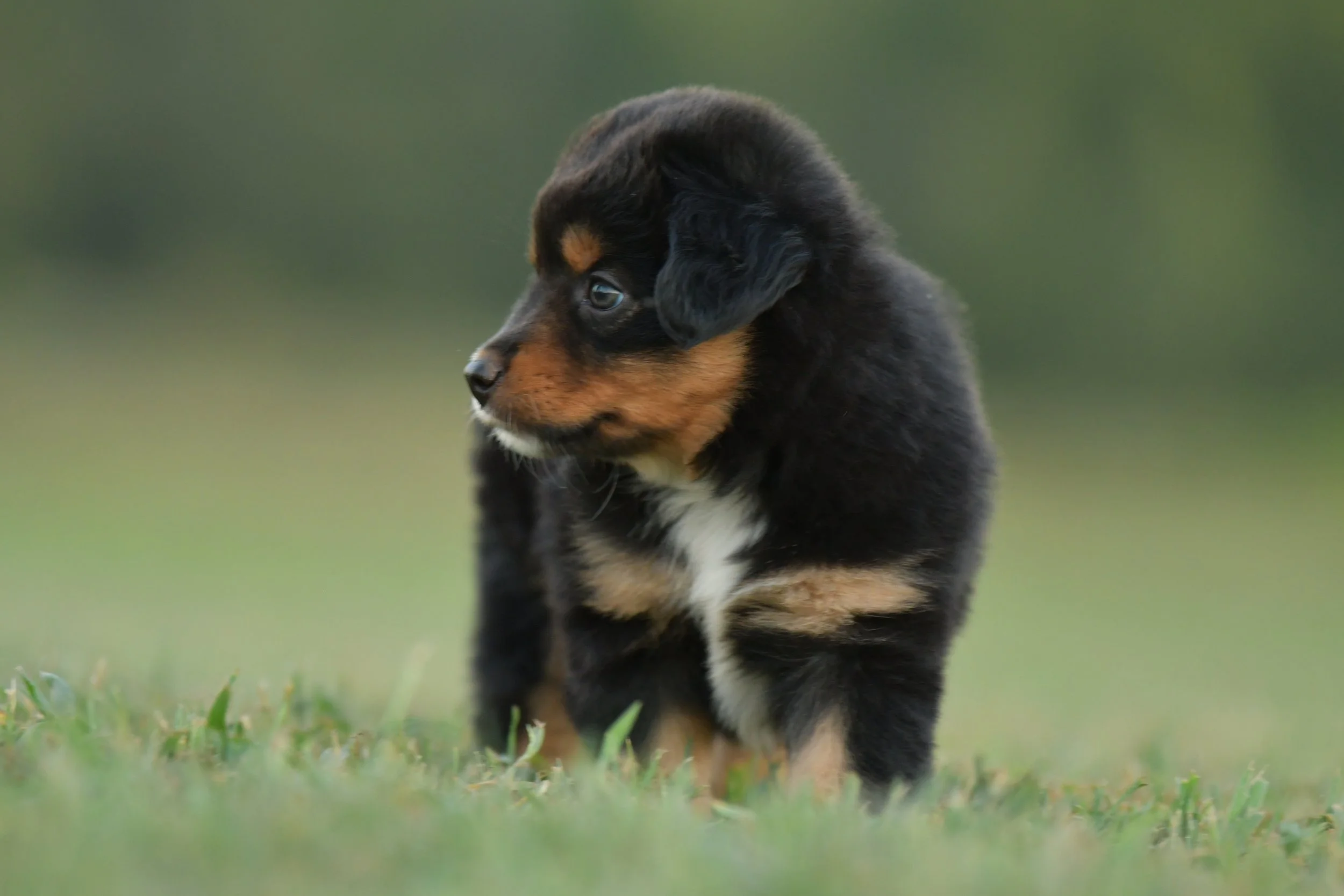 ZOUWU. Black Tri Female. $1500. 