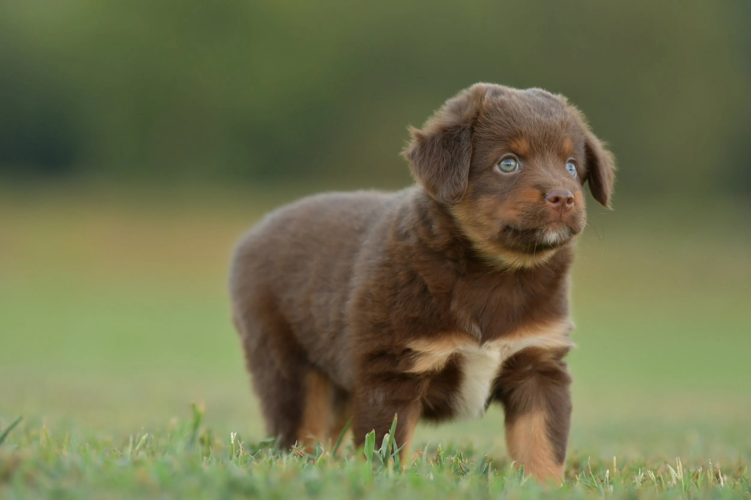 BOWTRUCKLE. Red Tri Female. $1850.