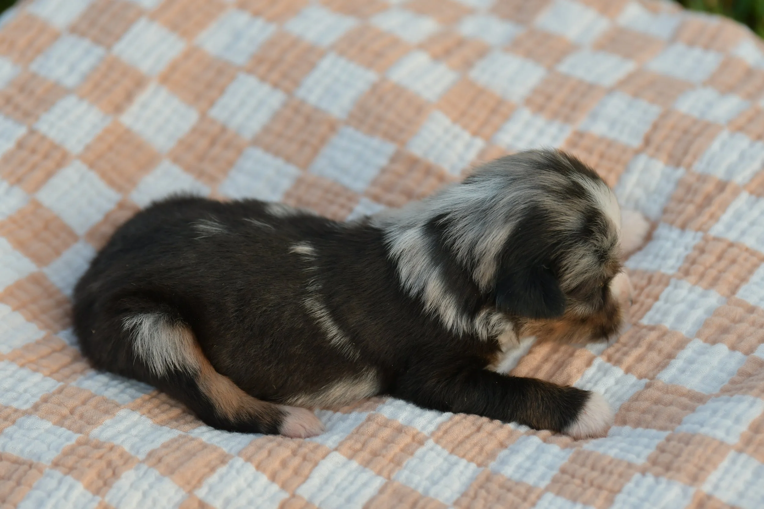 WASHINGTON. Blue Merle Male. RESERVED. 