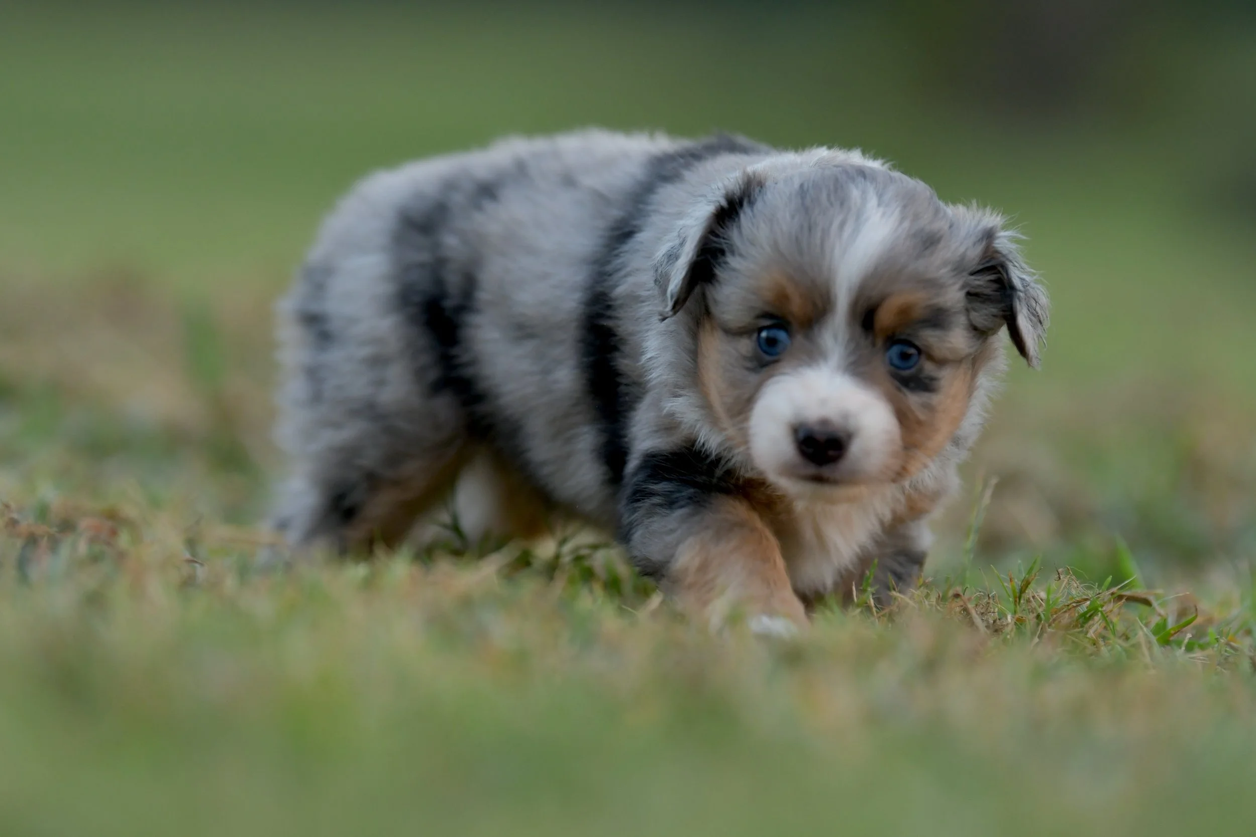 RUMI.  Blue Merle Female. $3500.