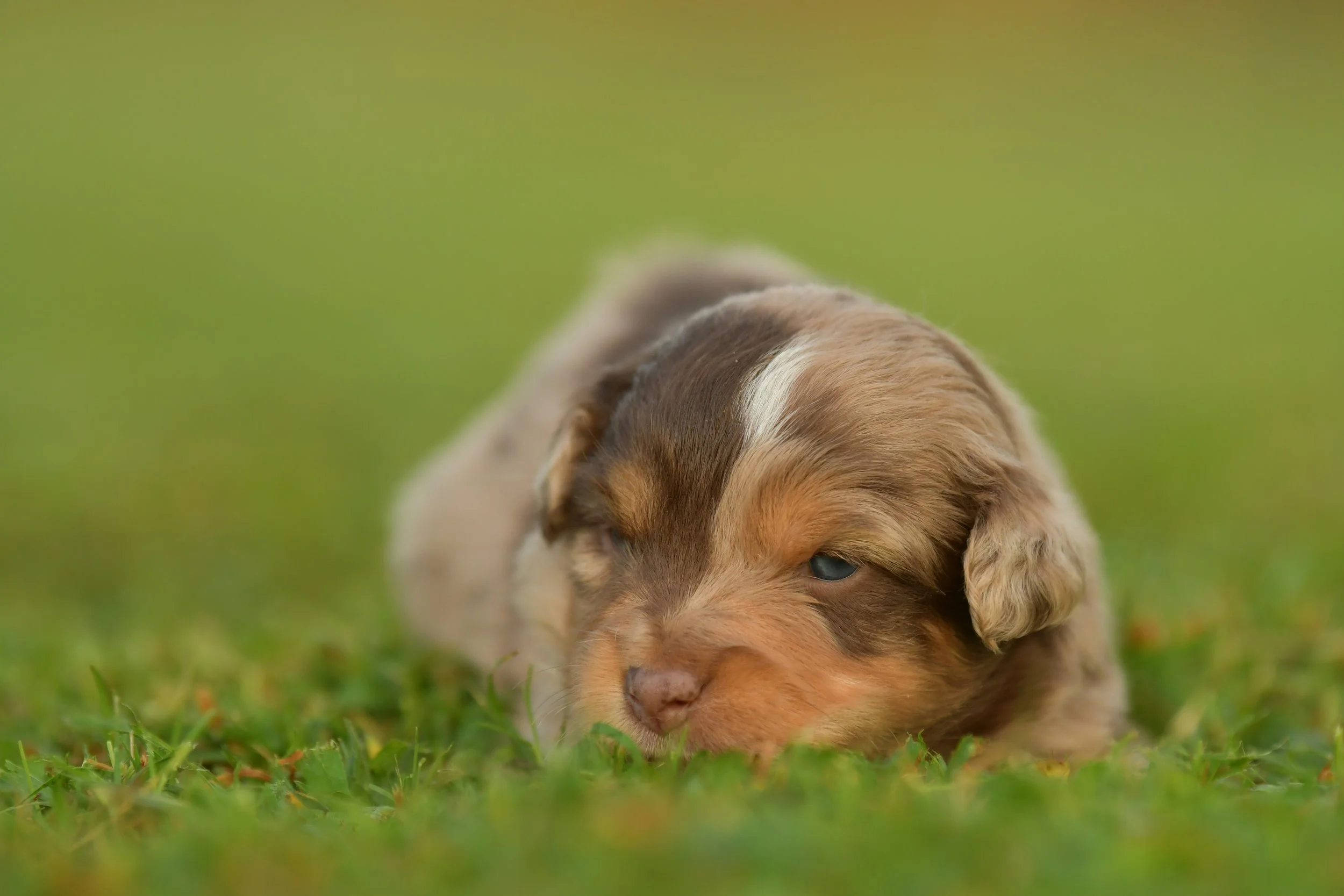 ODYSSEUS. Red Merle Male. $2500. 