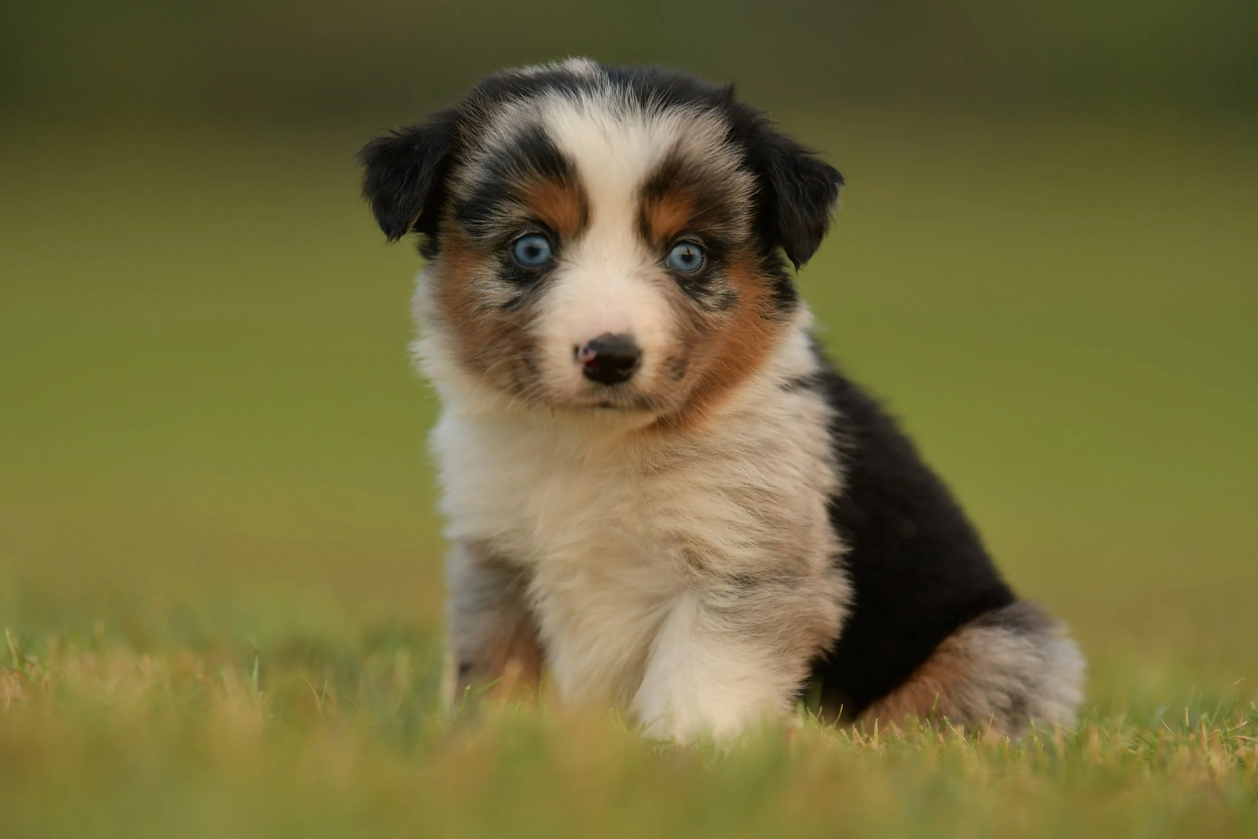 LONNIE. Blue Merle Female. $3500. 