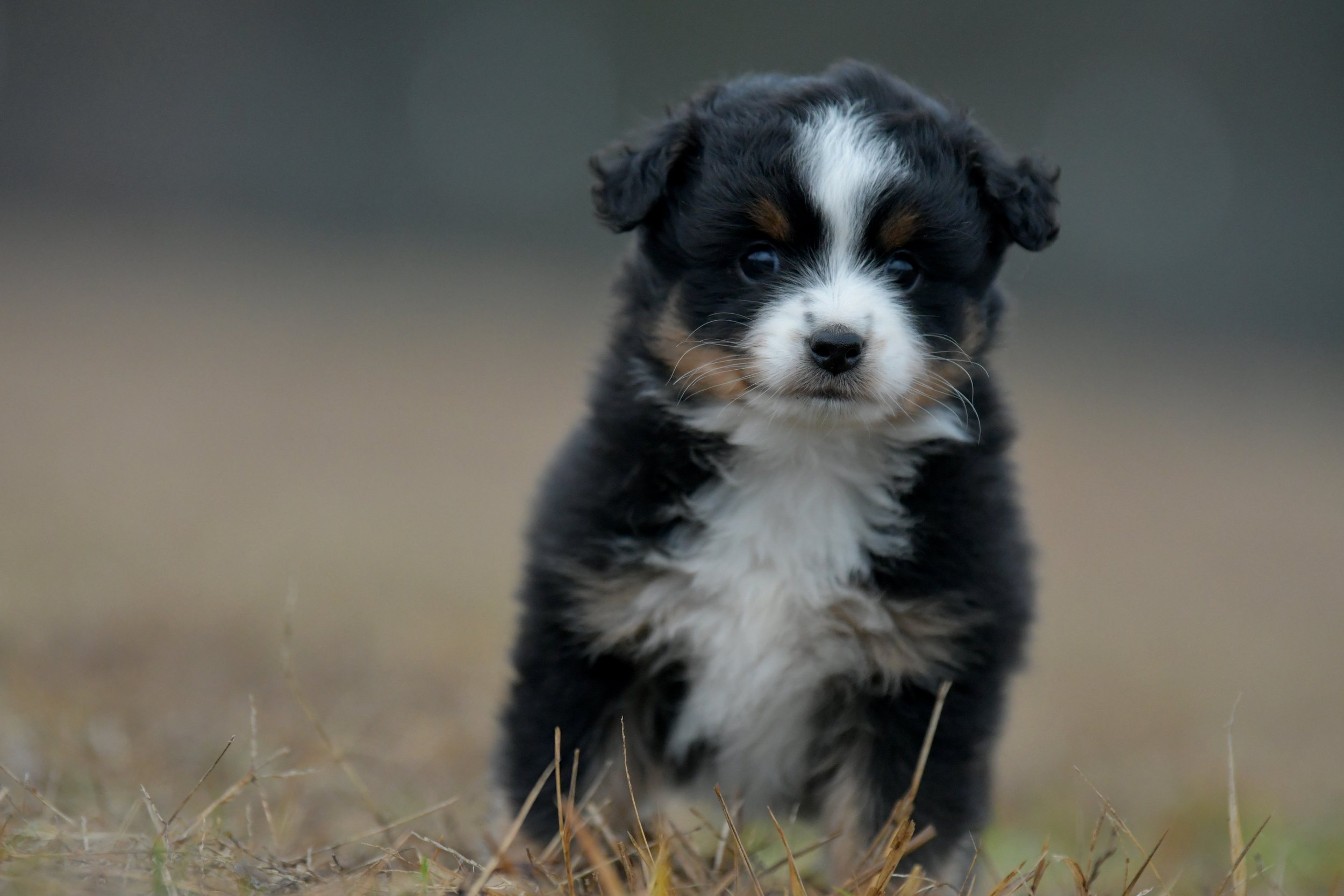 GLEAM. Black Tri Male. $1250. 