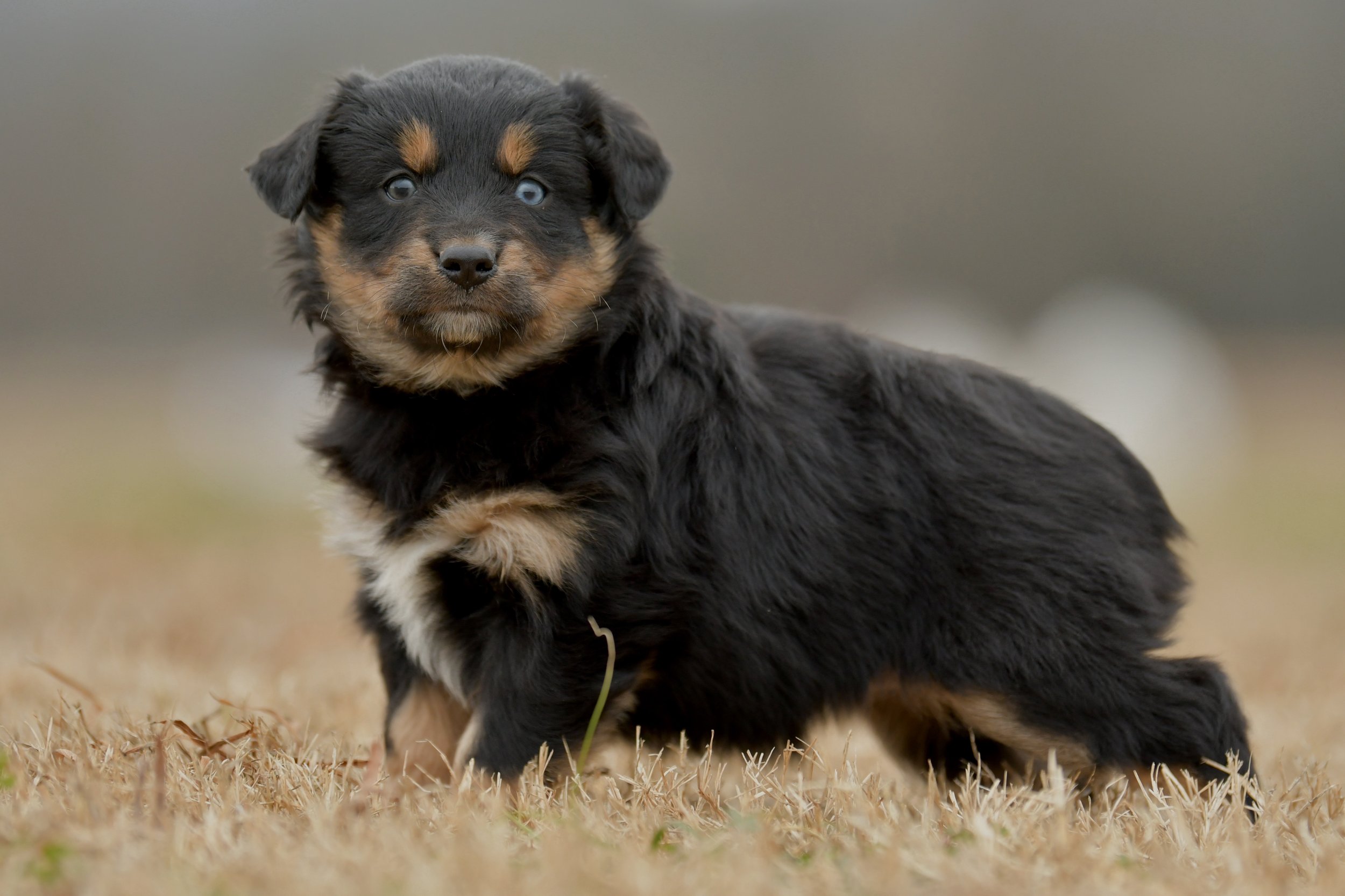 VERA. Black Tri Female. $1000. 
