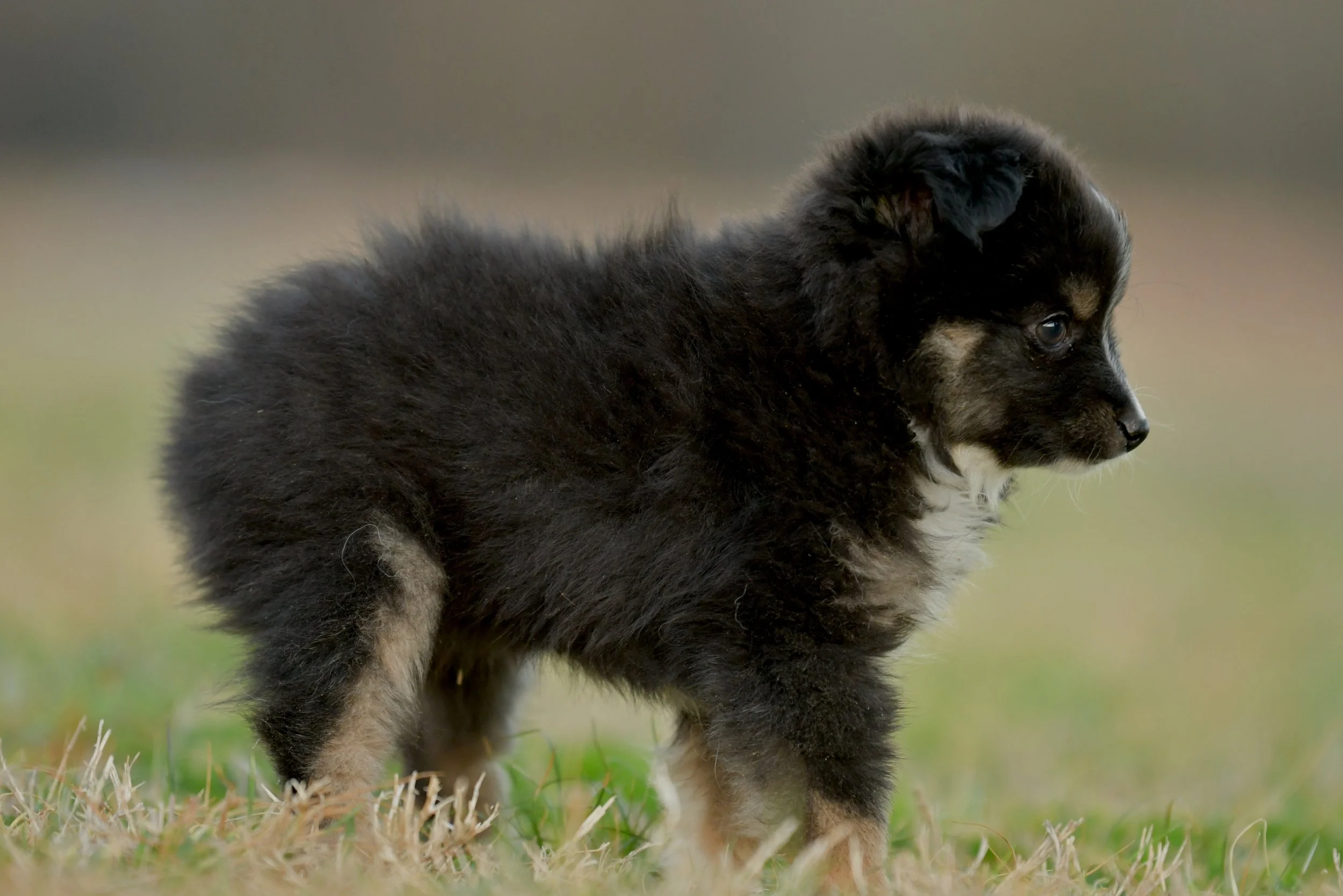ANISE. Black Tri Female. $1500.