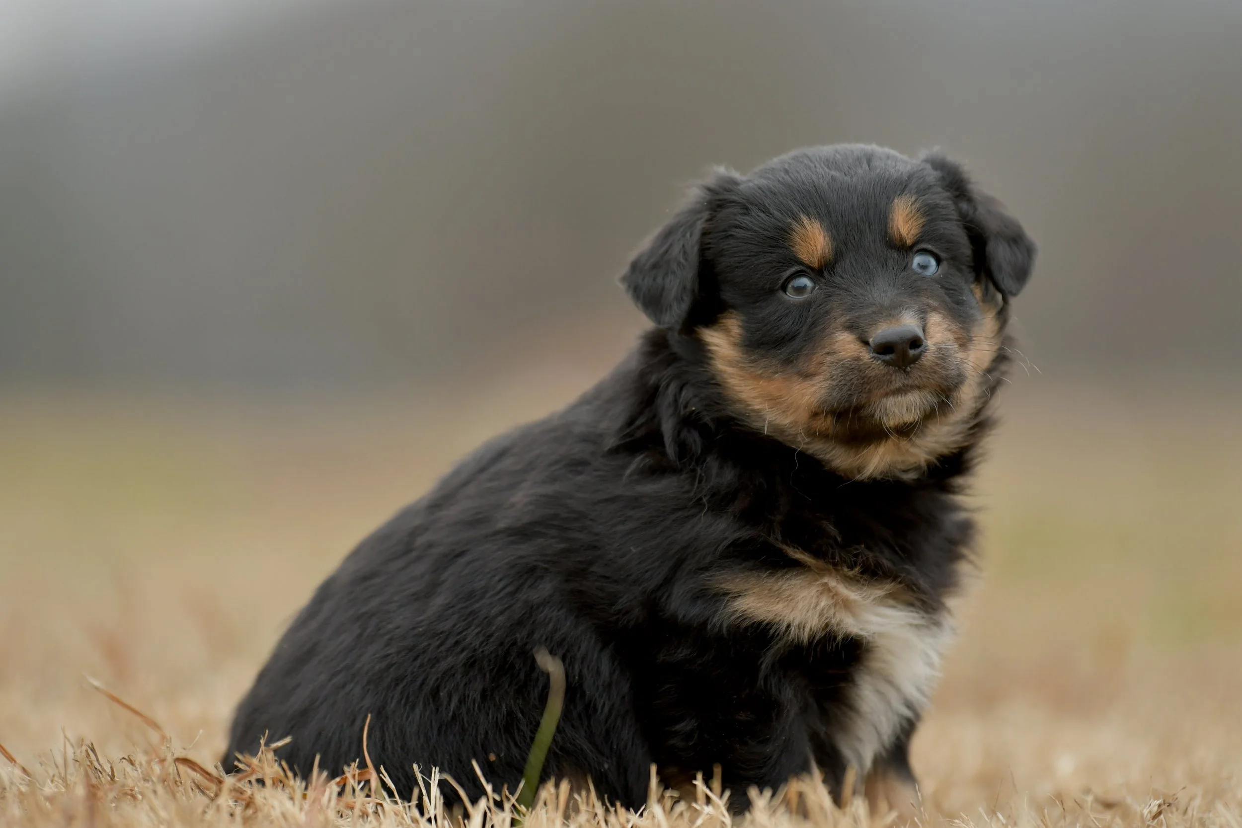 VERA. Black Tri Female. $1000. 