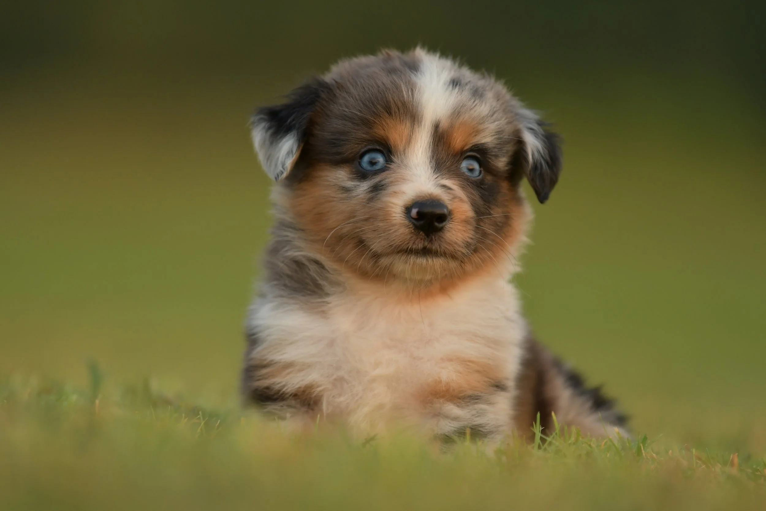 LINCOLN. Blue Merle Female. $3500. 