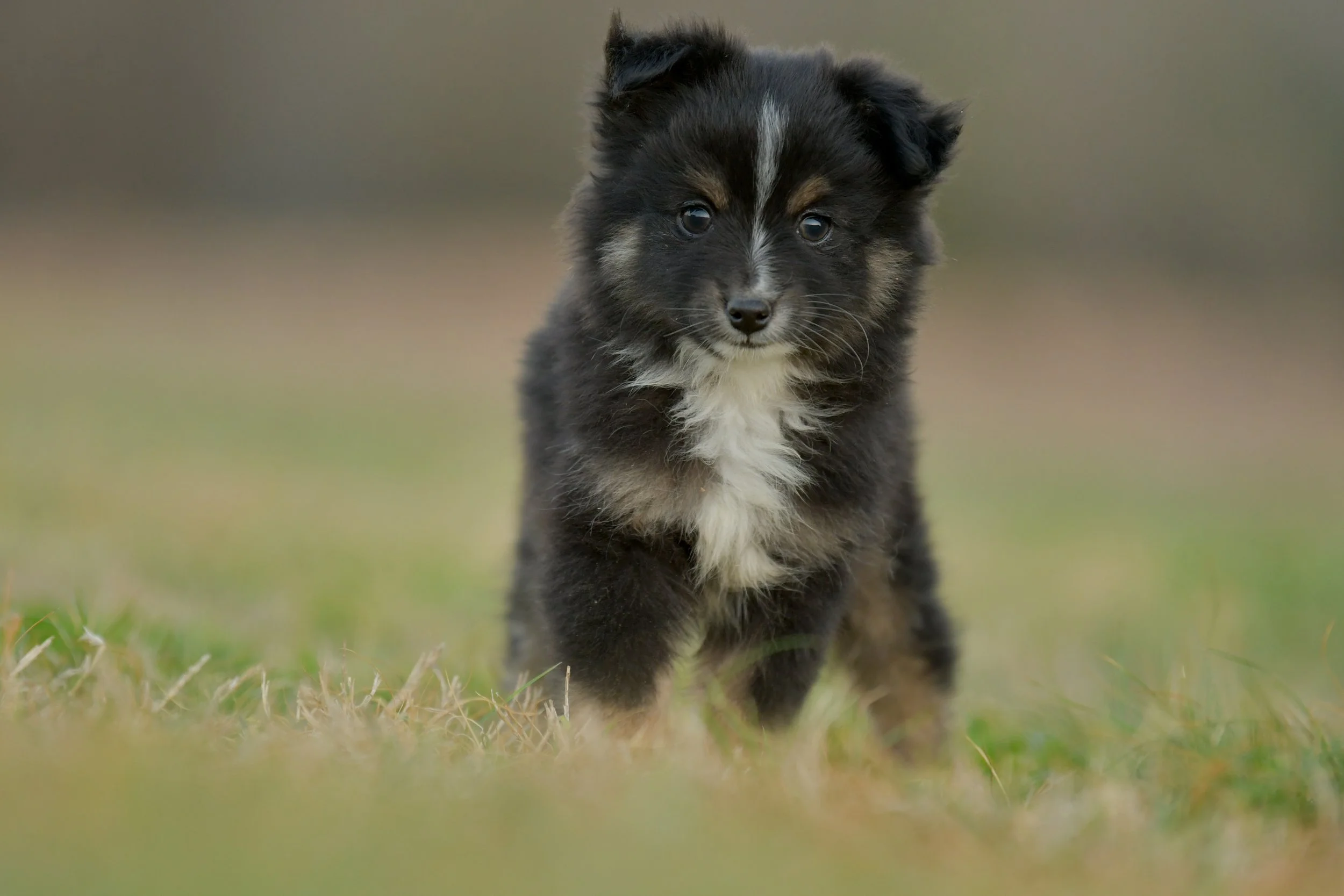 ANISE. Black Tri Female. $1500.