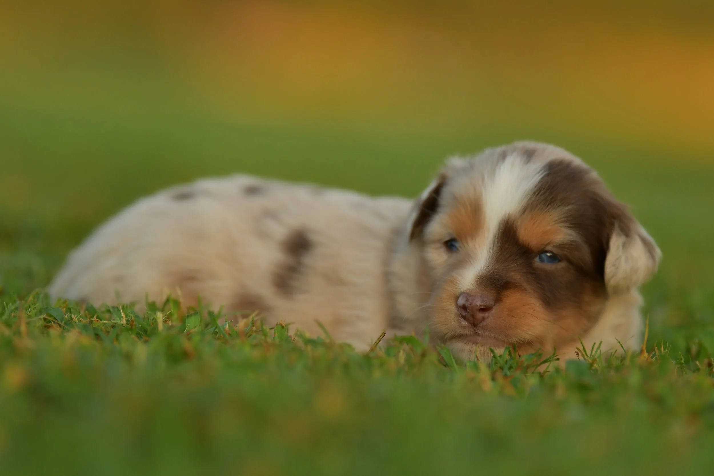 CALYPSO. Red Merle Female. $3500. 