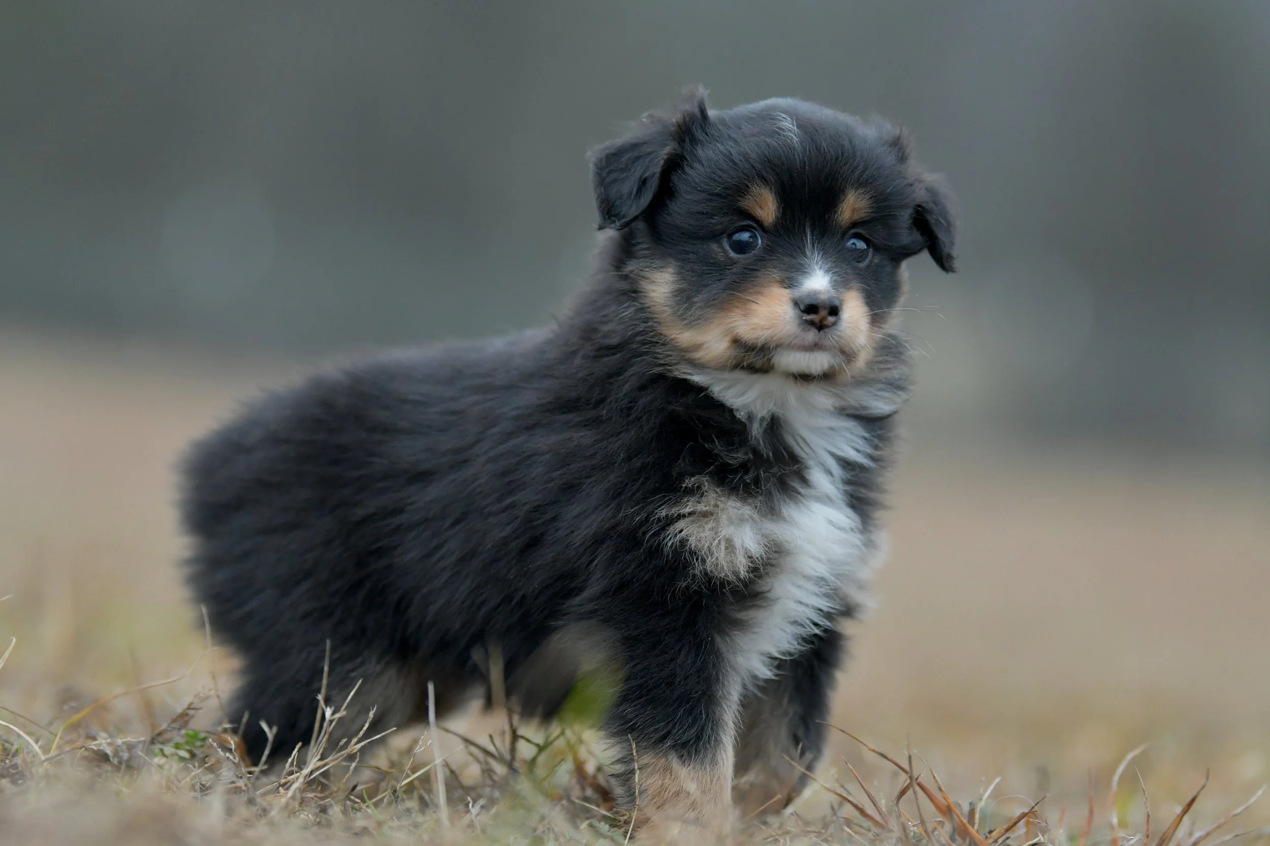 Twinkle. Black Tri Female. RESERVED. 