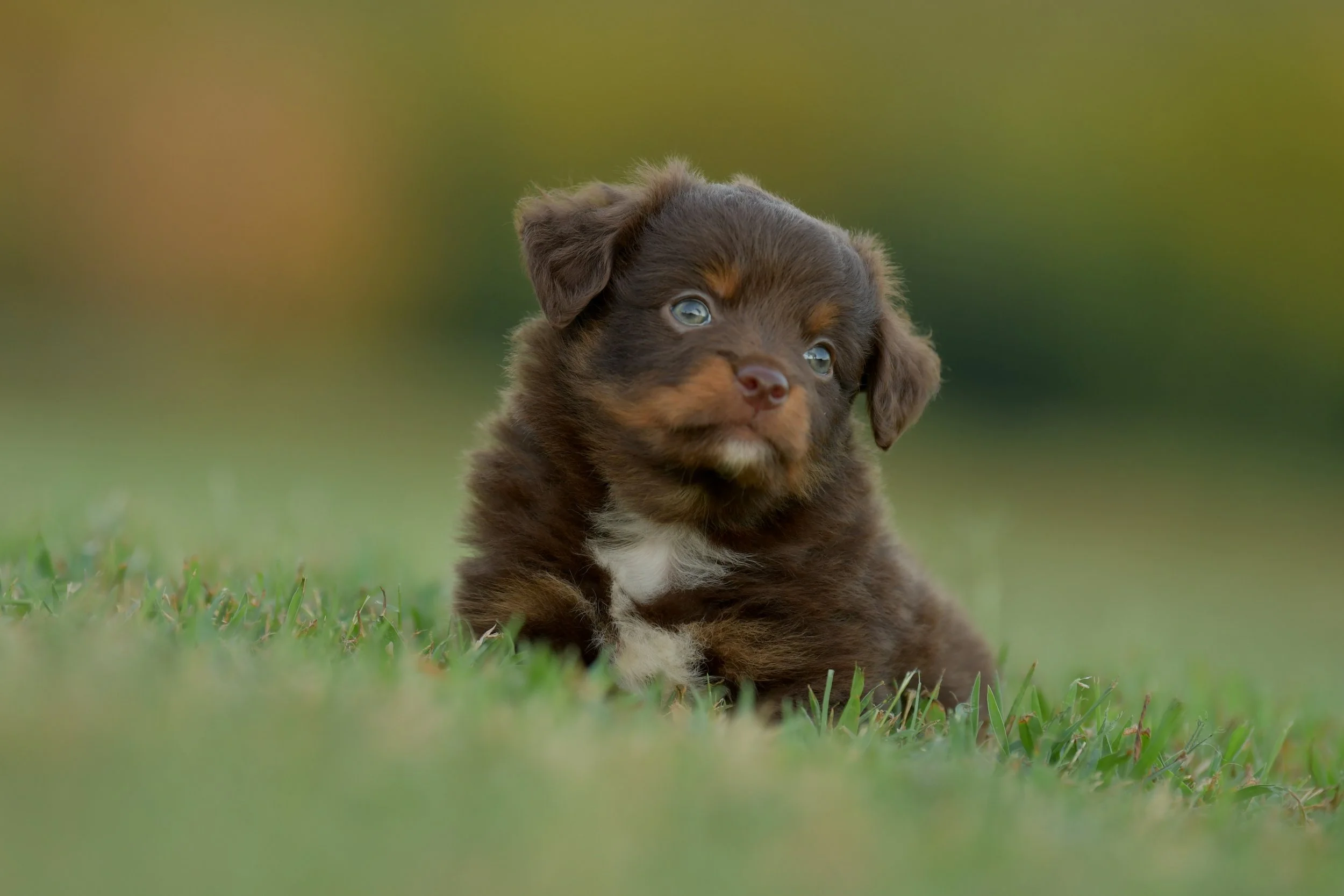 MENTOR. Red Tri Male. $1400. 