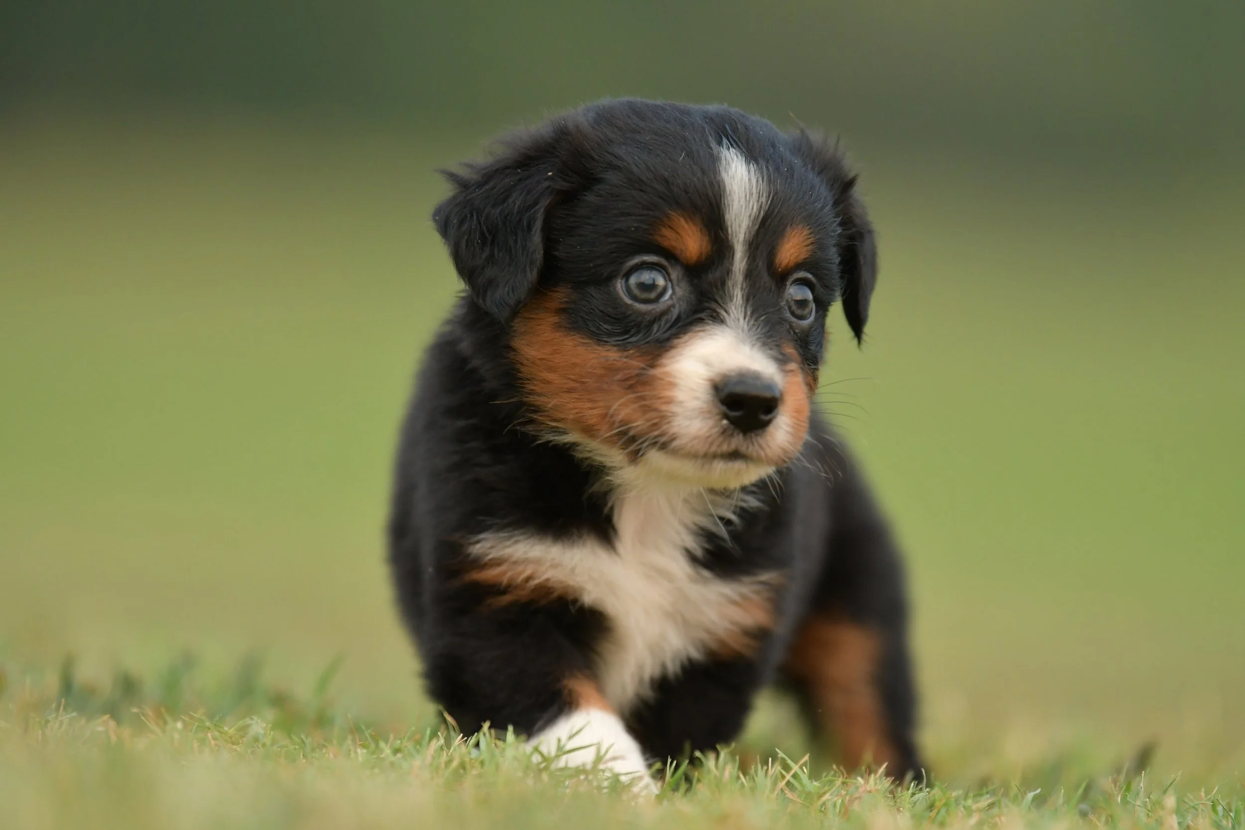 CASTLE. Black Tri Female. $1250. 