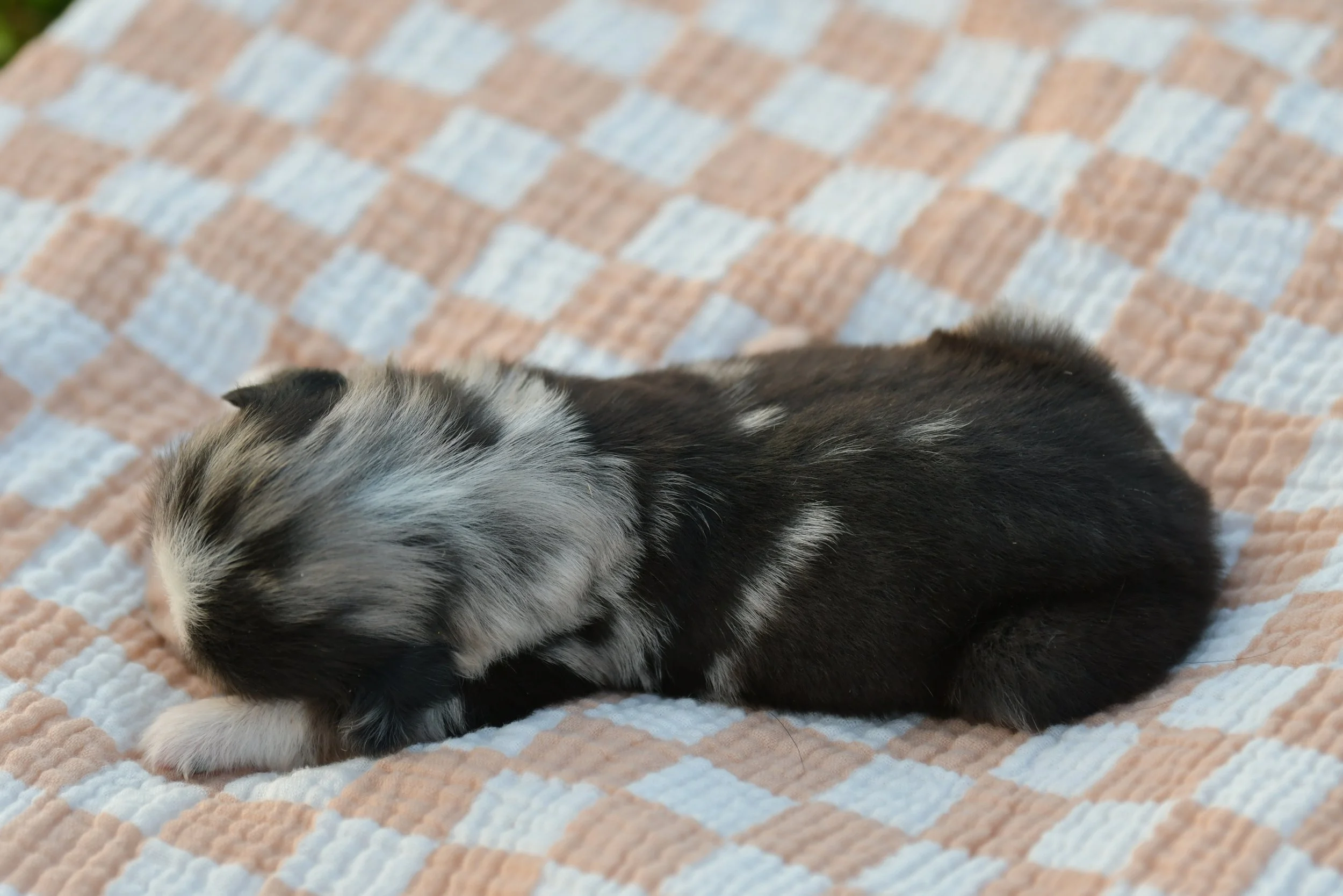 WASHINGTON. Blue Merle Male. RESERVED. 