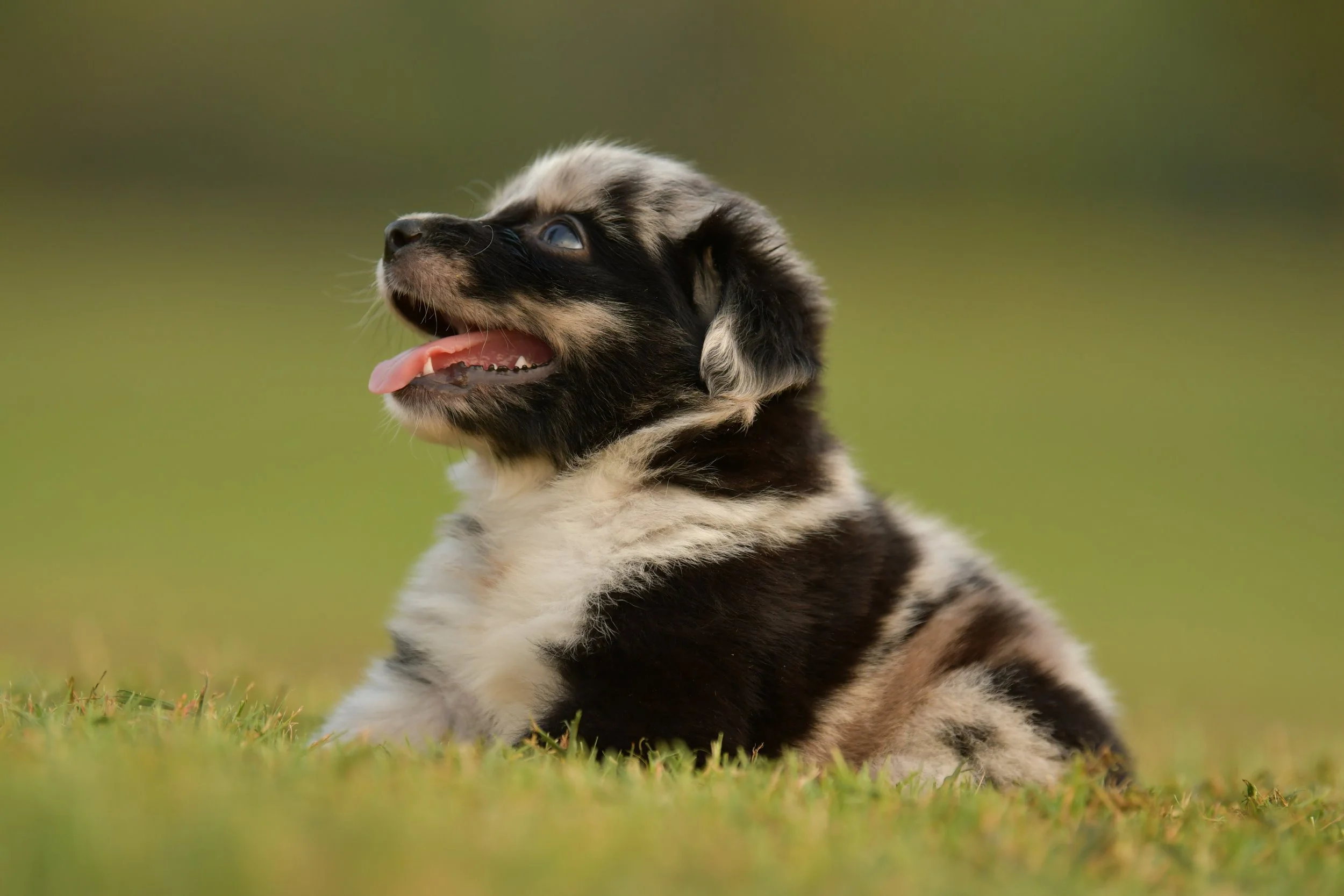 JEAN. Blue Merle Female. $3500. 