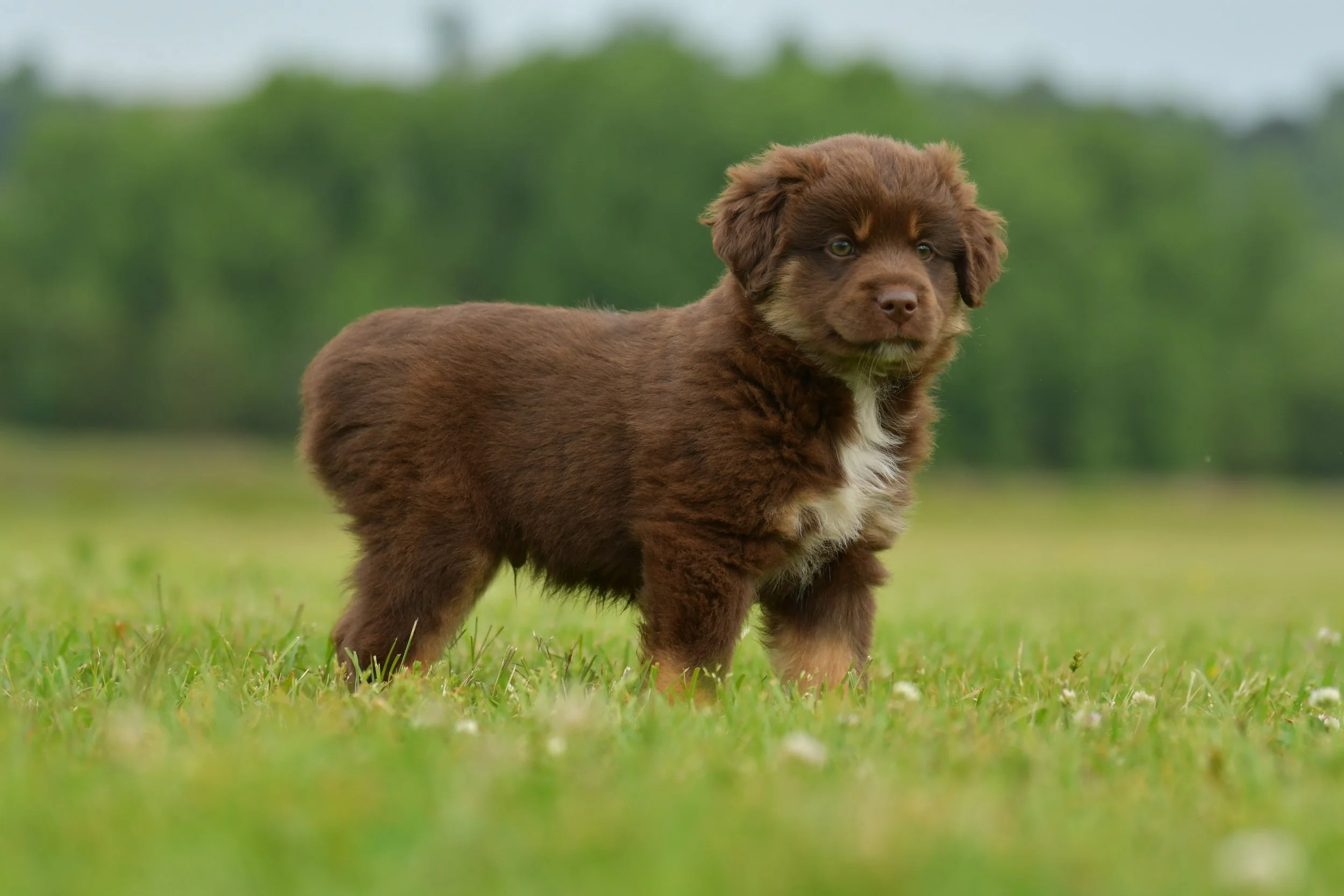 TOMI. Red Tri Male. $1000. 
