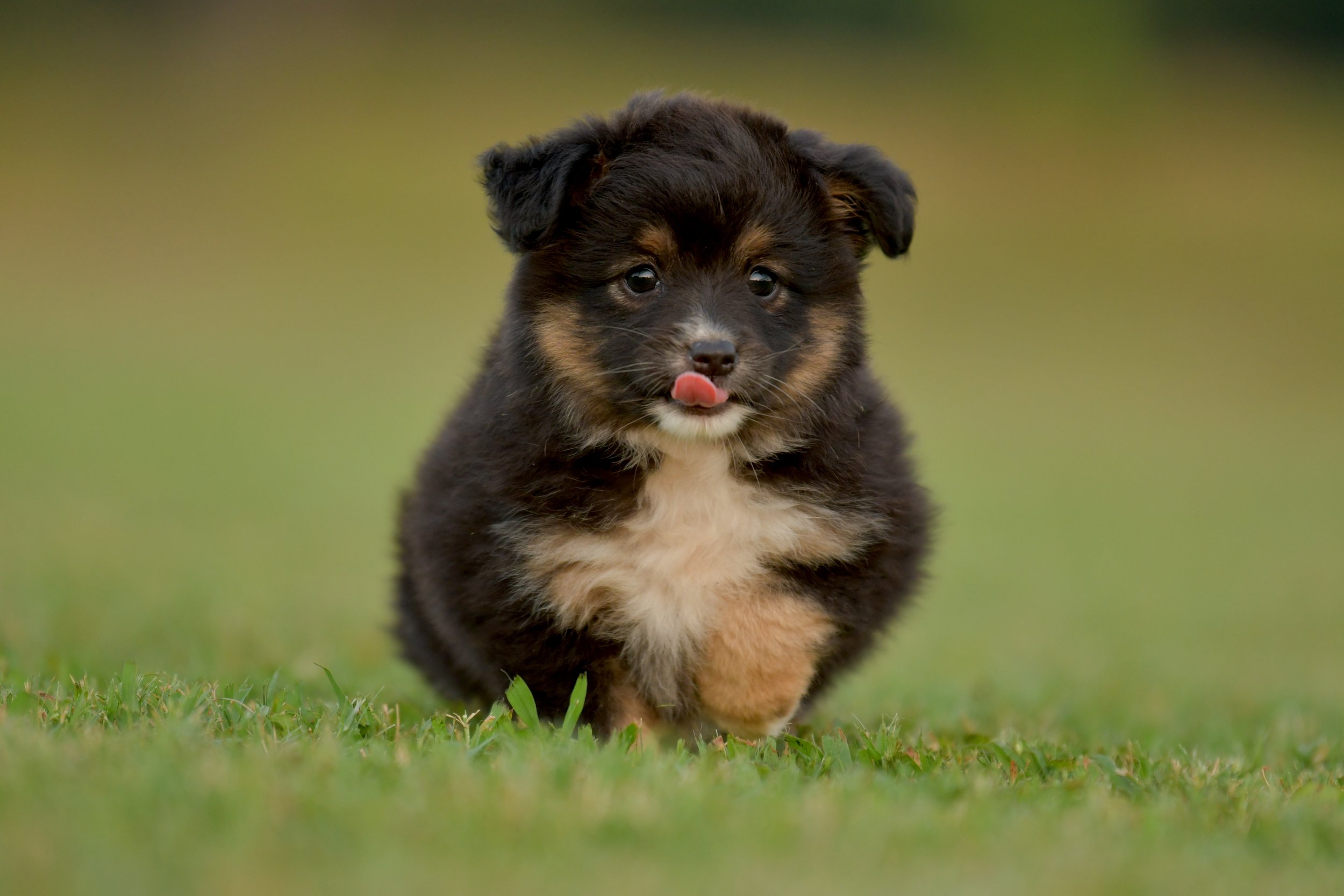 TREBLE. Black Tri Female. $1500. 