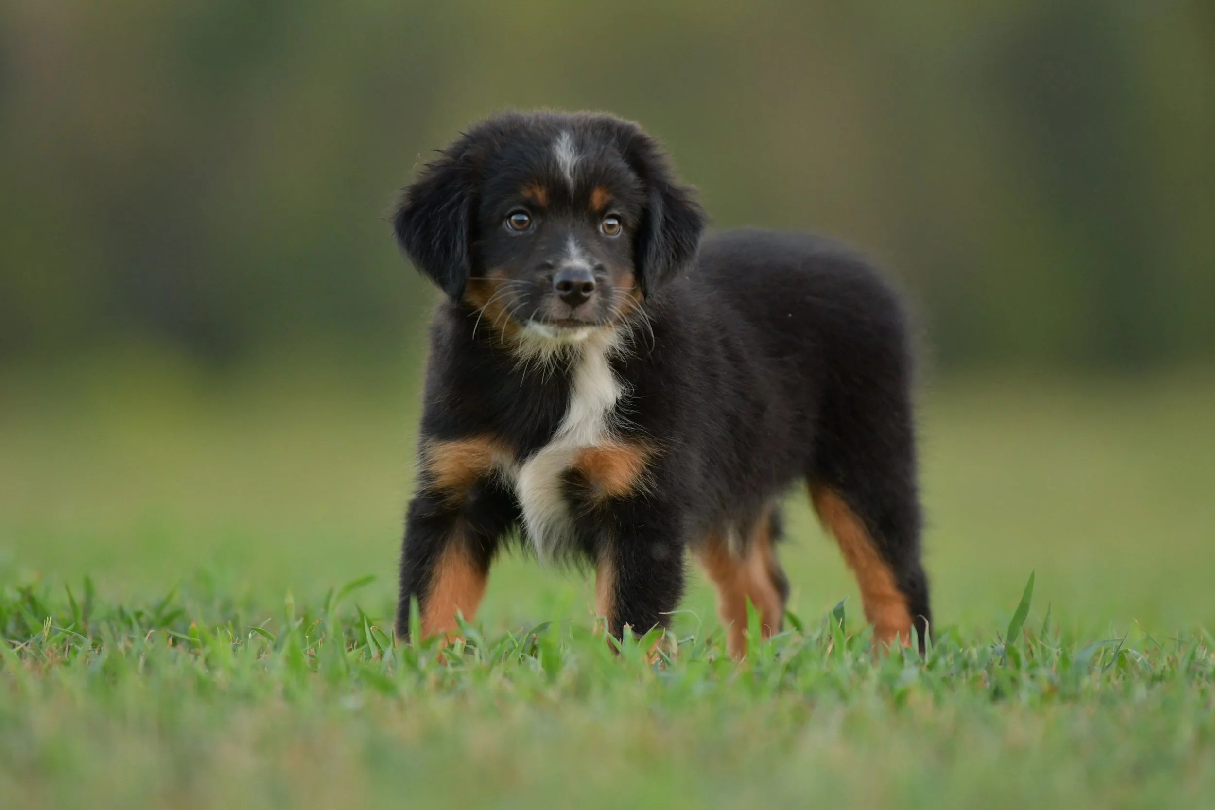 GRINDYLOW. Black Tri Male. $800.