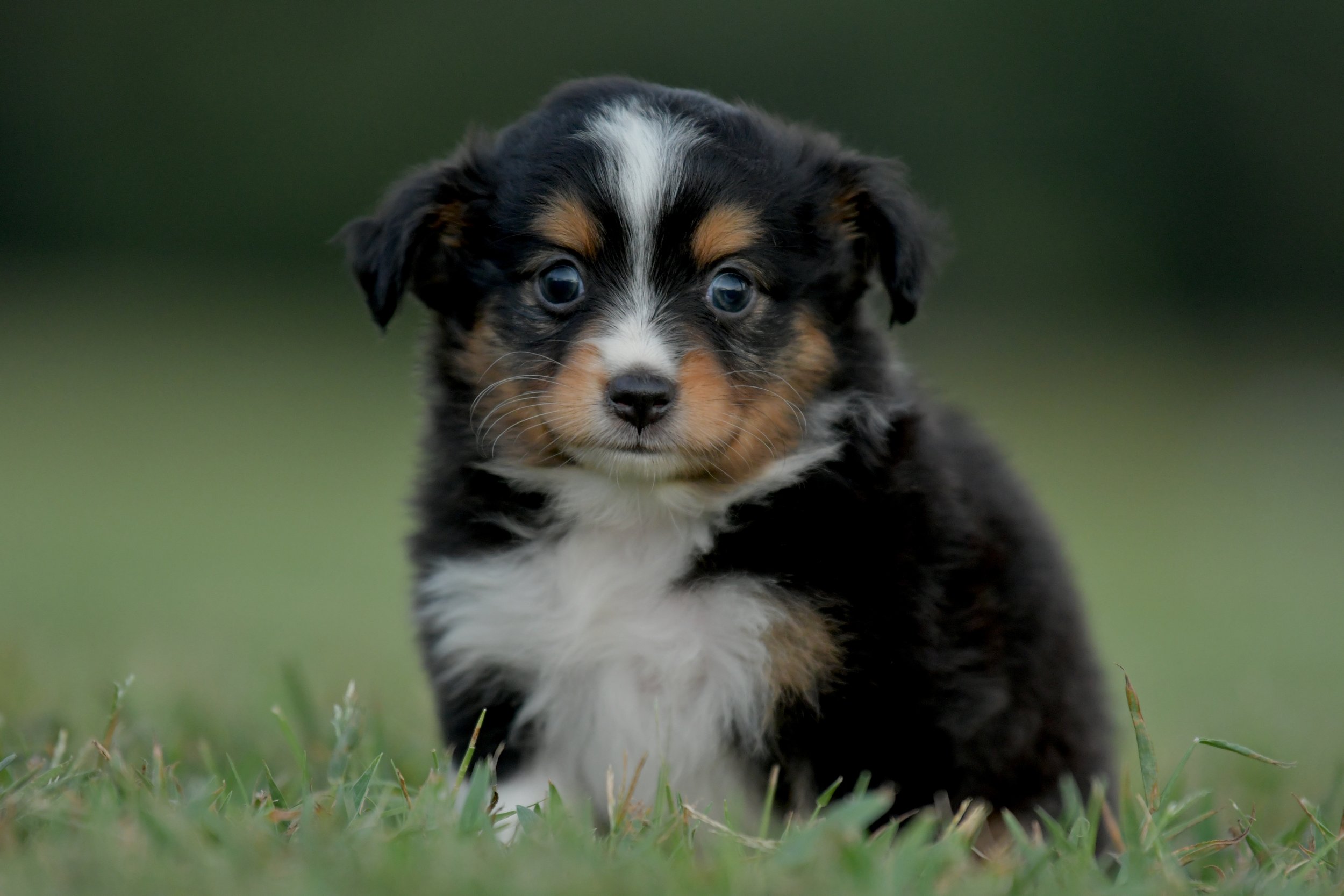 MINKE. Black Tri Female. $1500. 