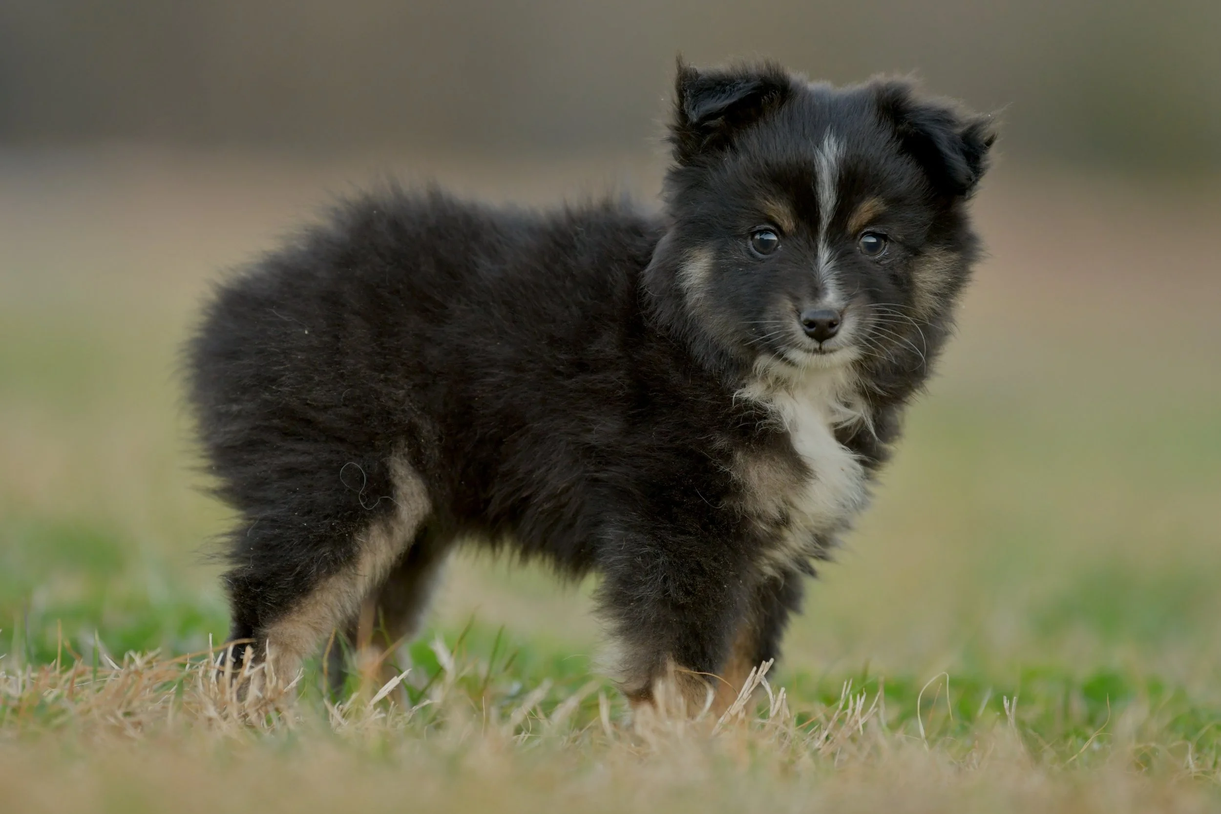 ANISE. Black Tri Female. $1500.