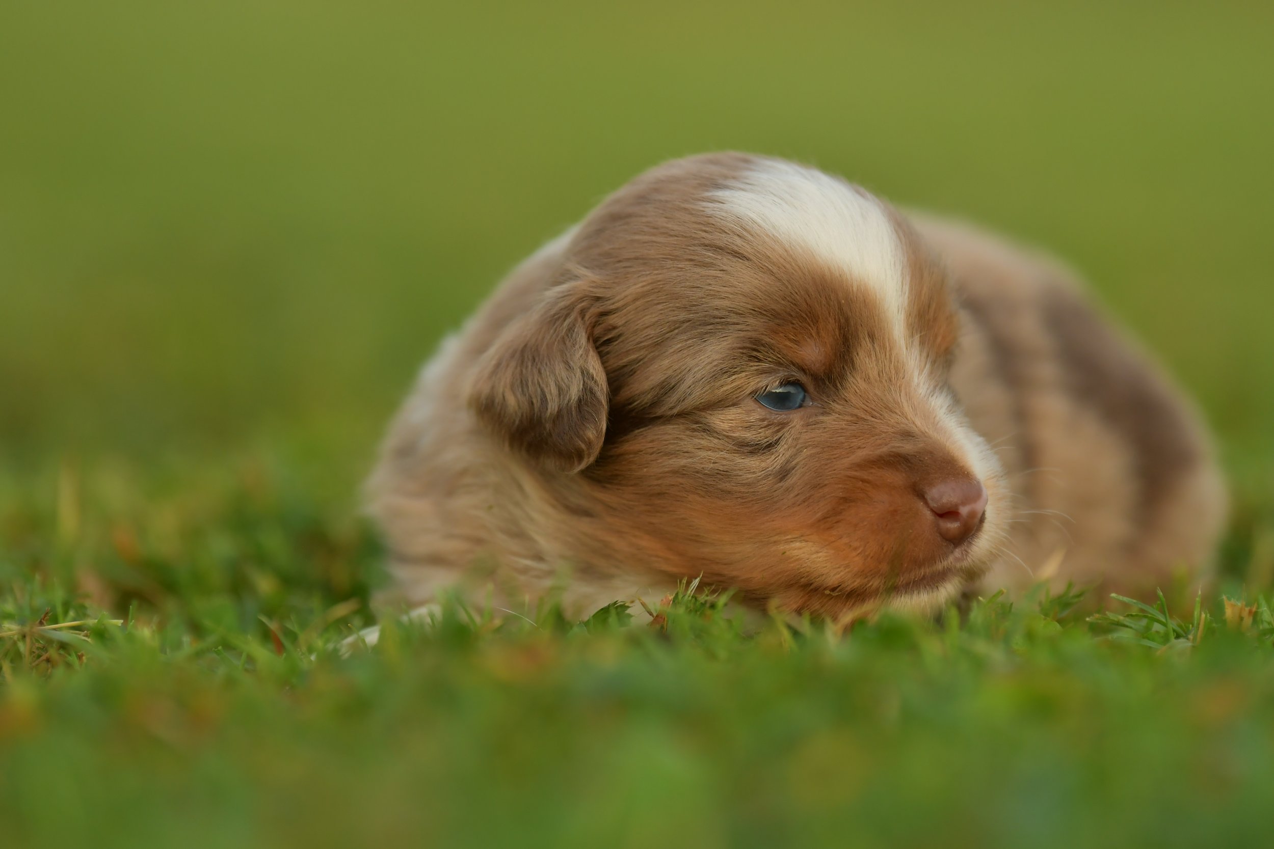 SINON. Red Merle Male. $2500. 