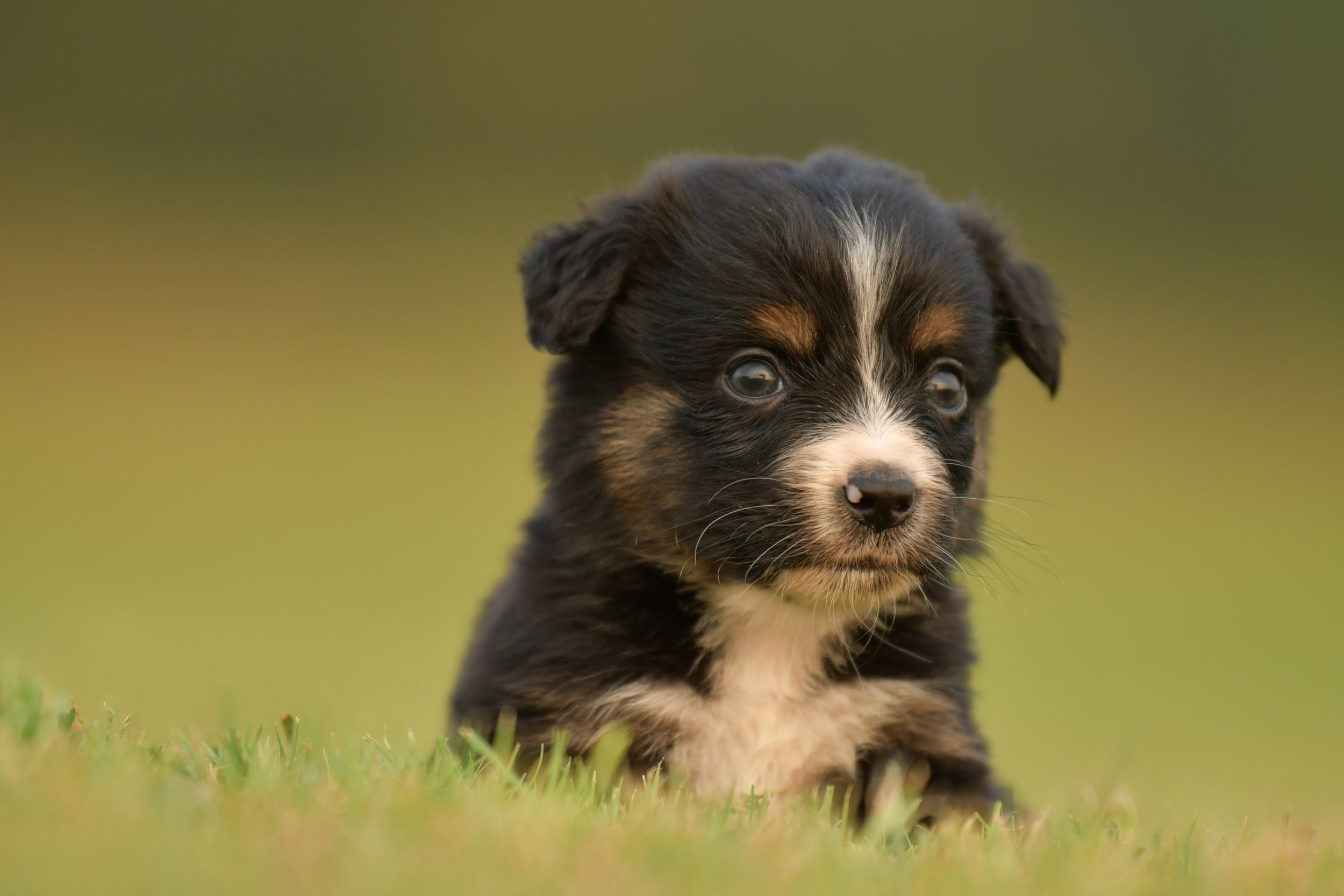 FRANK. Black Tri Male. $950.