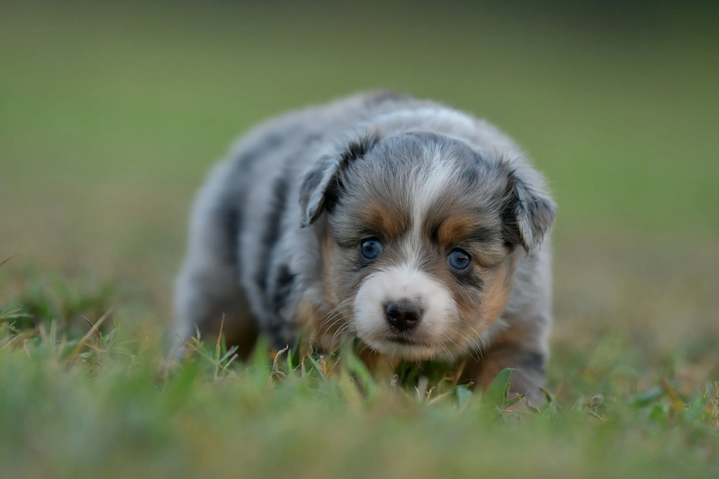 RUMI.  Blue Merle Female. $3500.