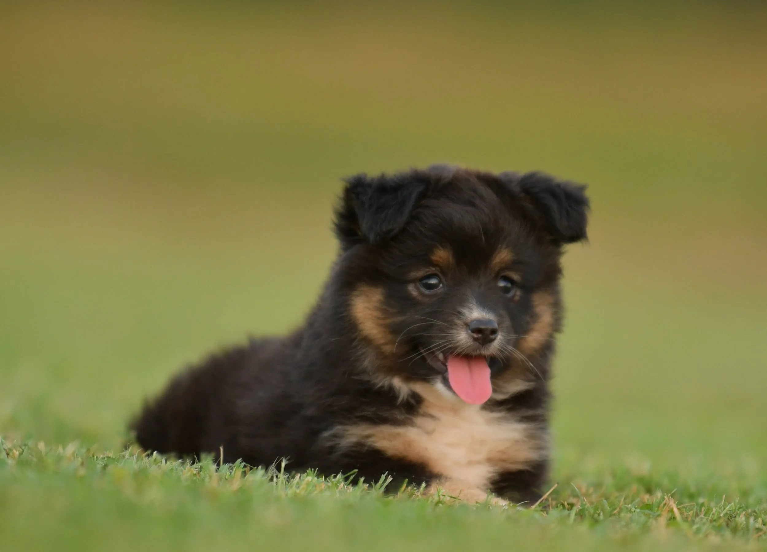 TREBLE. Black Tri Female. $1500. 