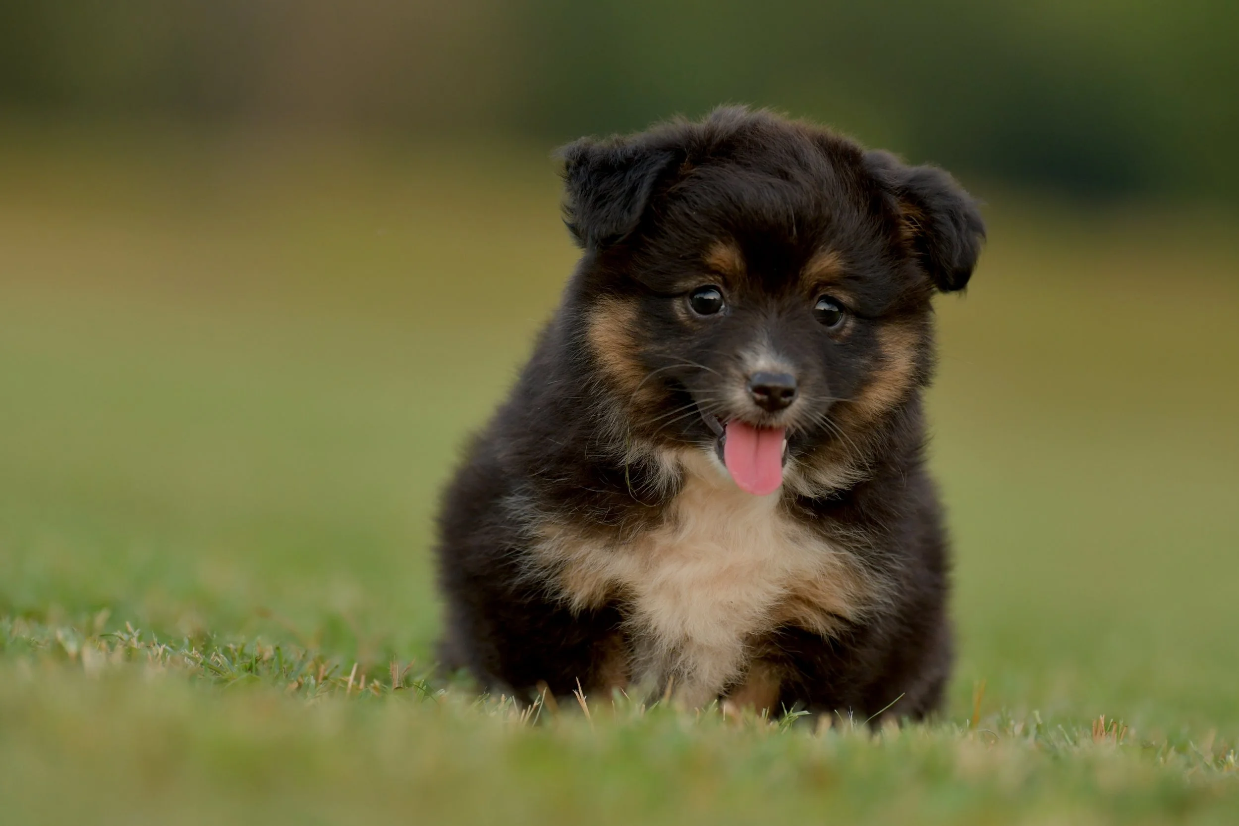TREBLE. Black Tri Female. $1500. 