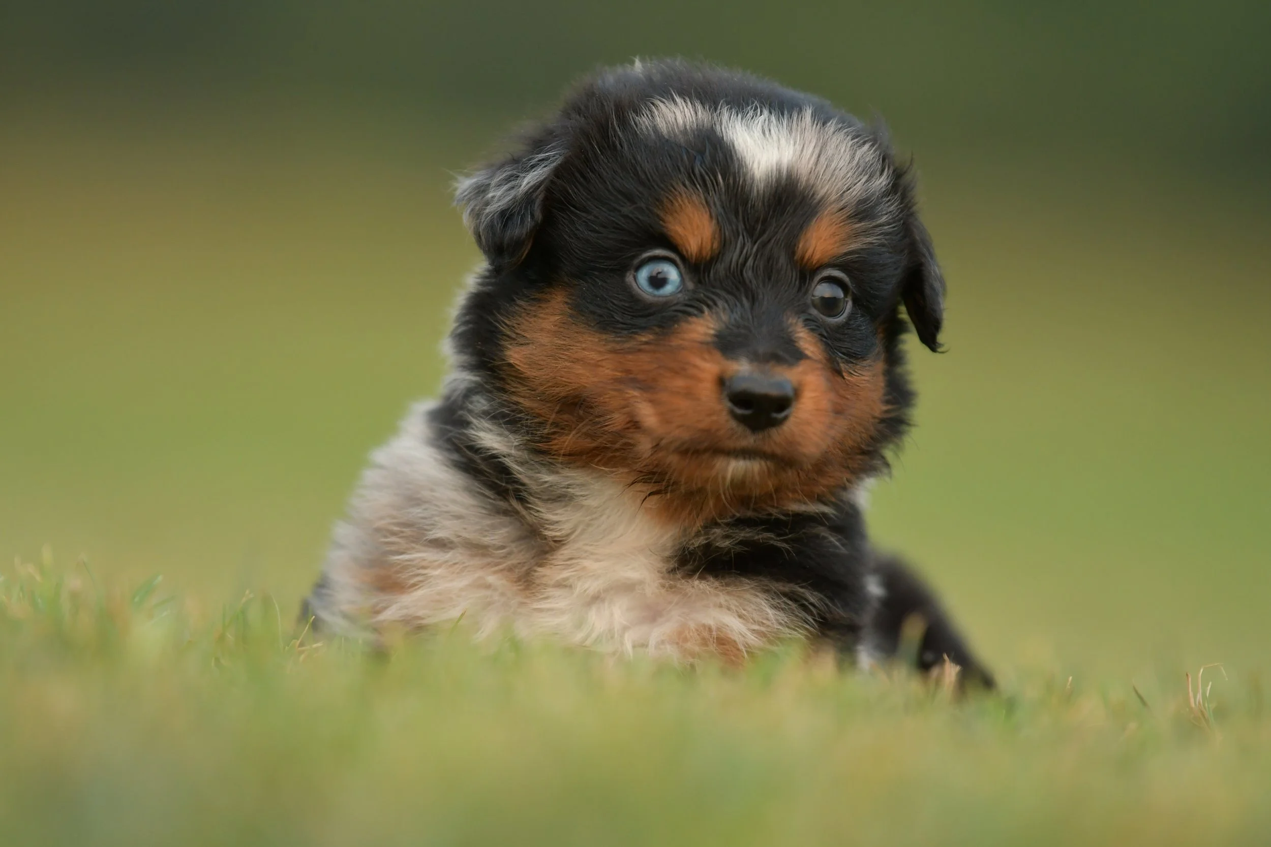 NED. Blue Merle Male. $2500. 