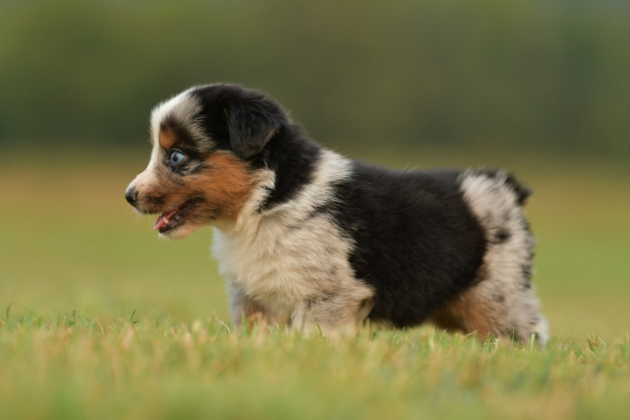 LONNIE. Blue Merle Female. $3500. 