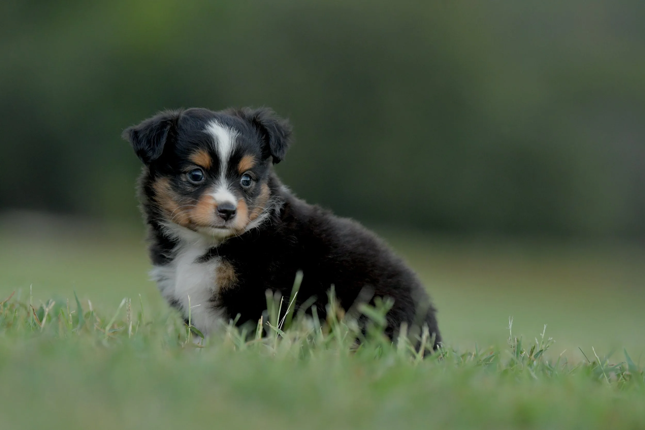 MINKE. Black Tri Female. $1500. 