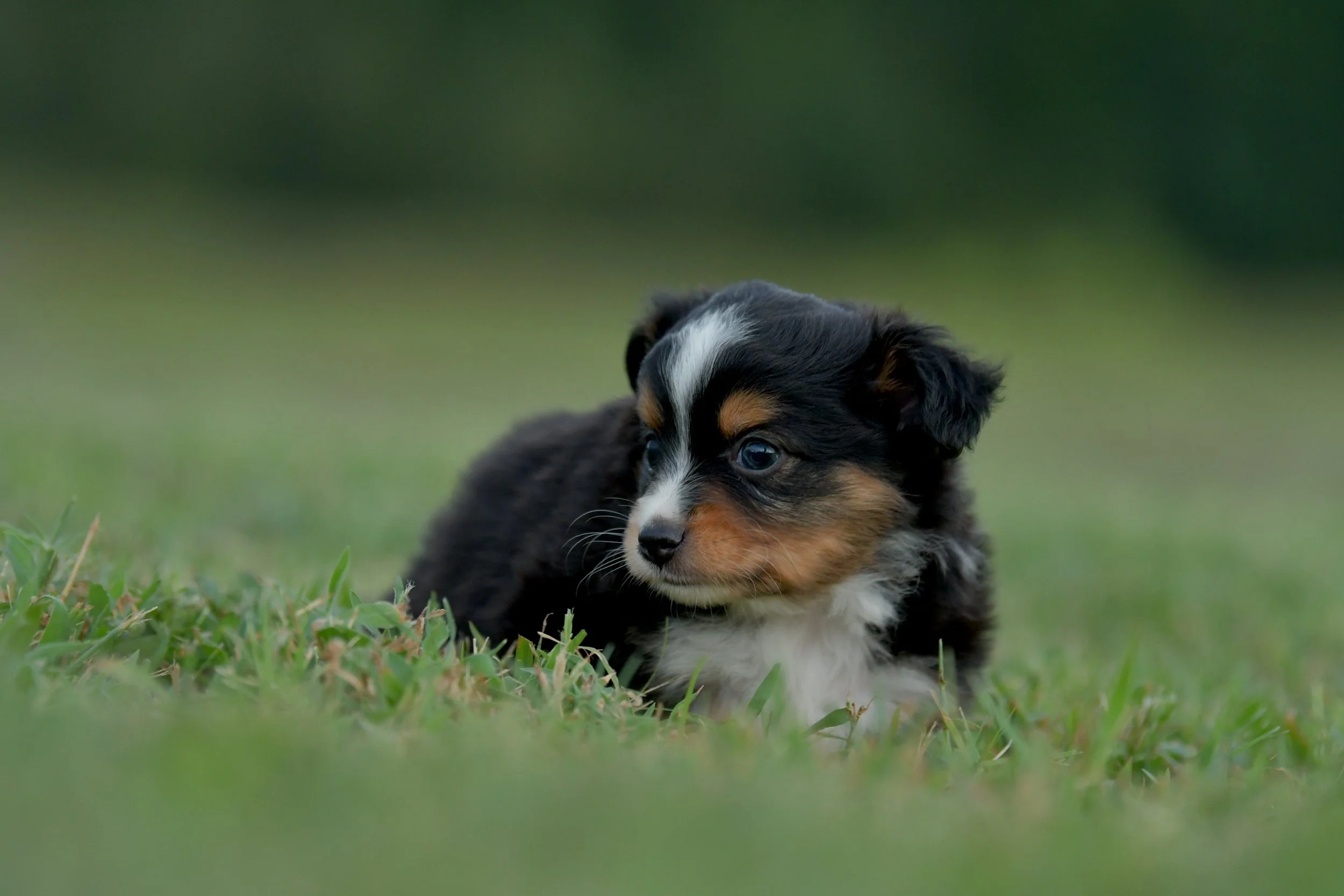 MINKE. Black Tri Female. $1500. 