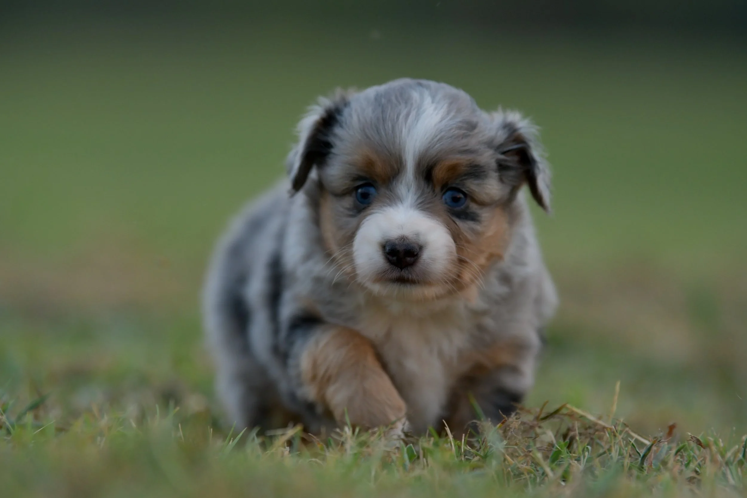RUMI.  Blue Merle Female. $3500.
