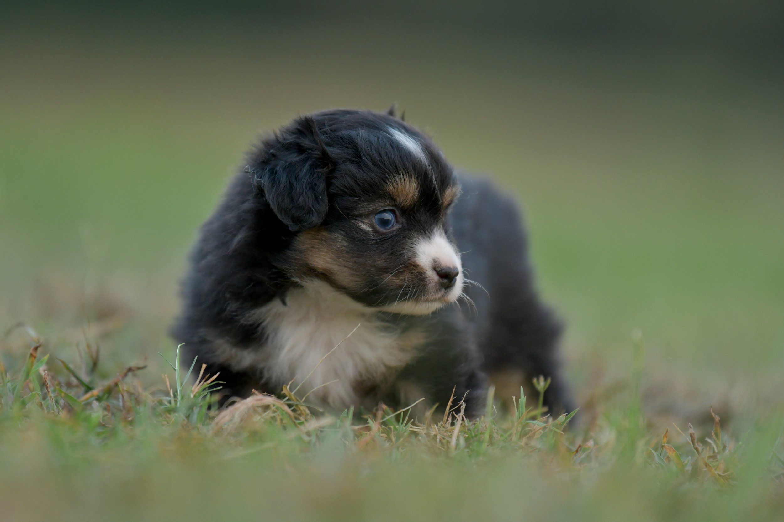 SIRENE. Black Tri Female. $2000. 