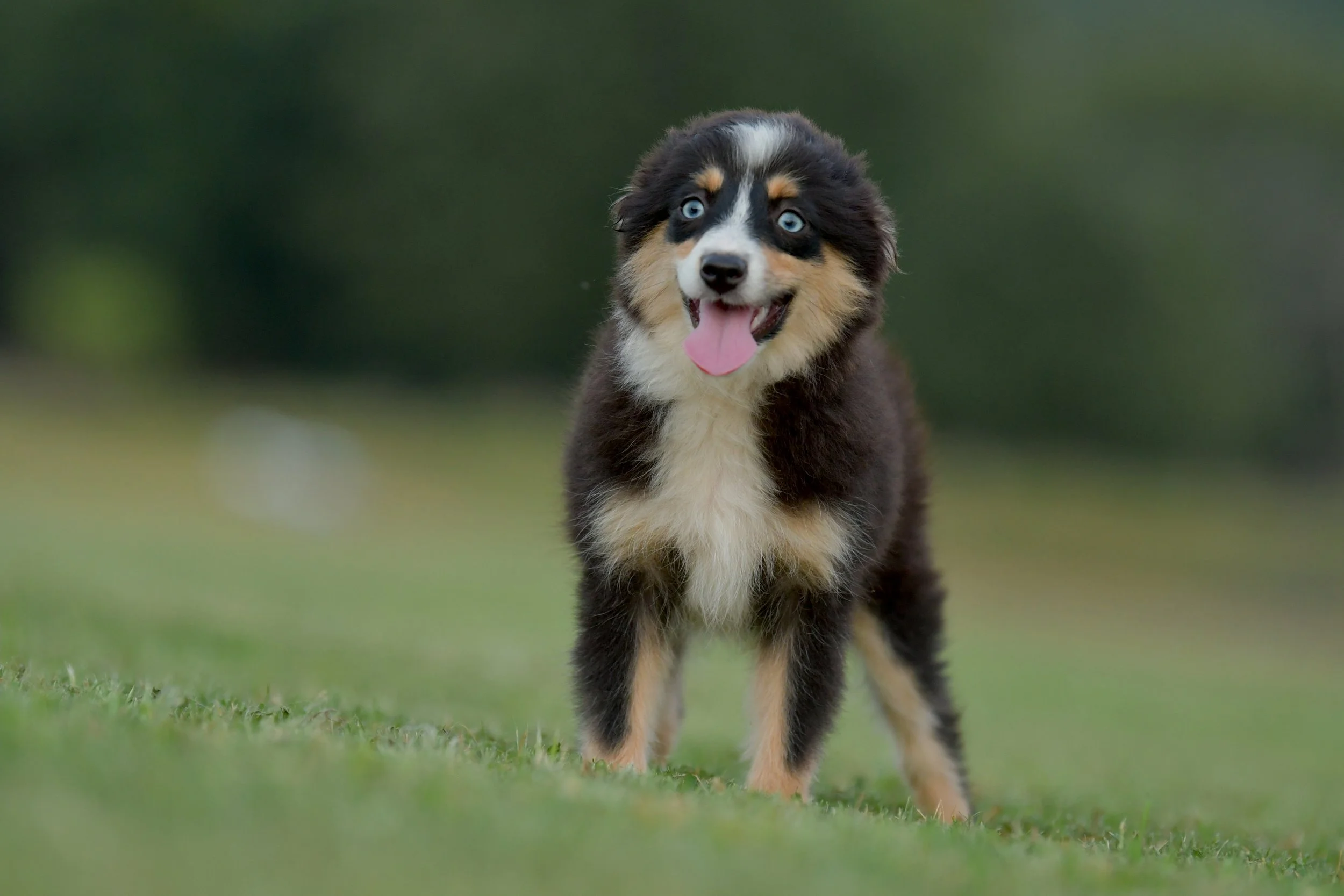 BOBA. Black Tri Female. $1650 to a pet home. Inquire for Full Registration. 