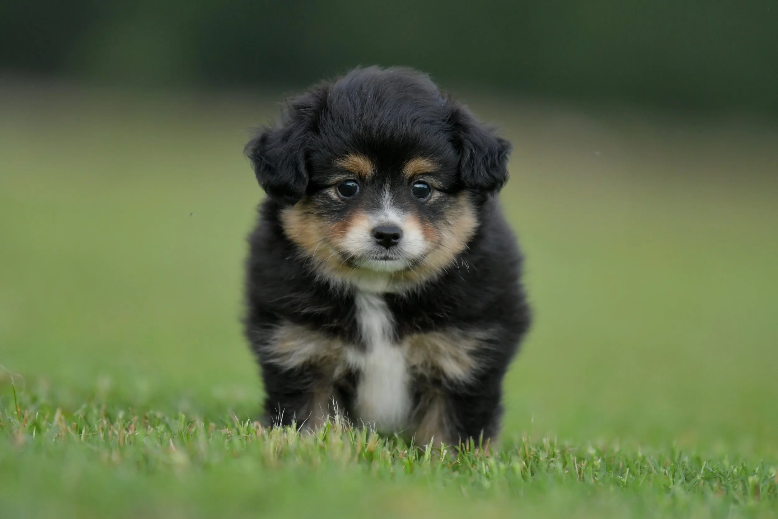 RUNE. Black Tri Male. $1800. 