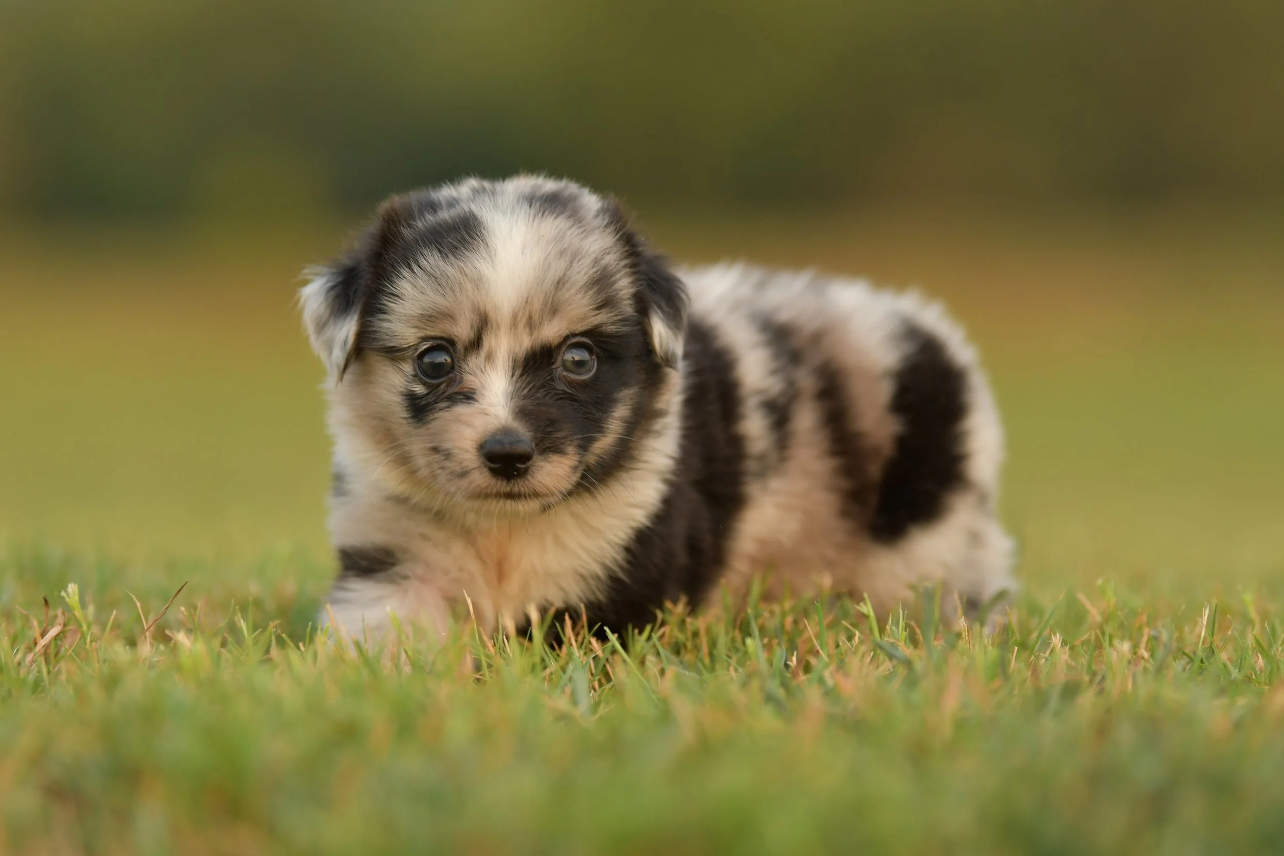 JEAN. Blue Merle Female. $3500. 