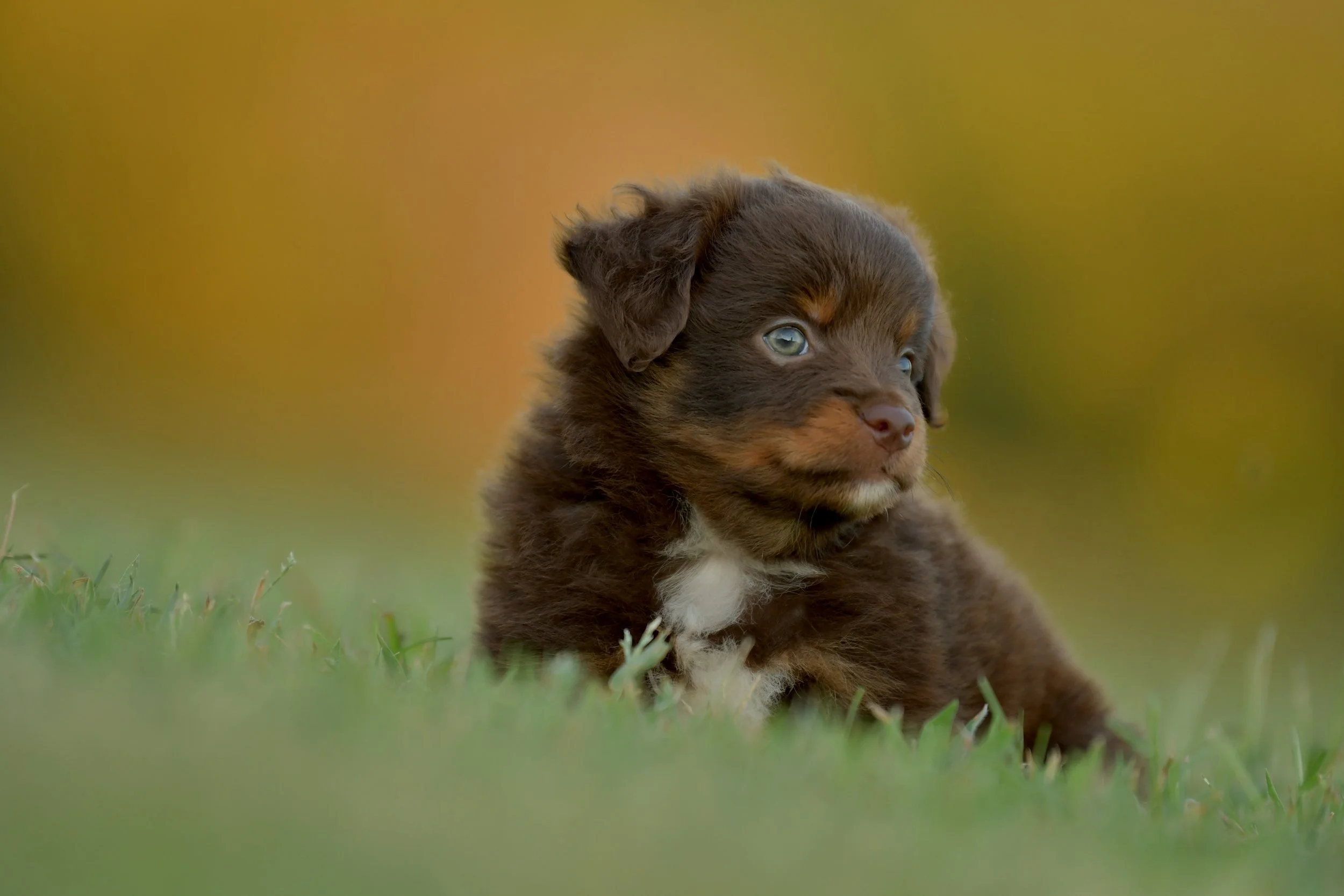 MENTOR. Red Tri Male. $1400. 