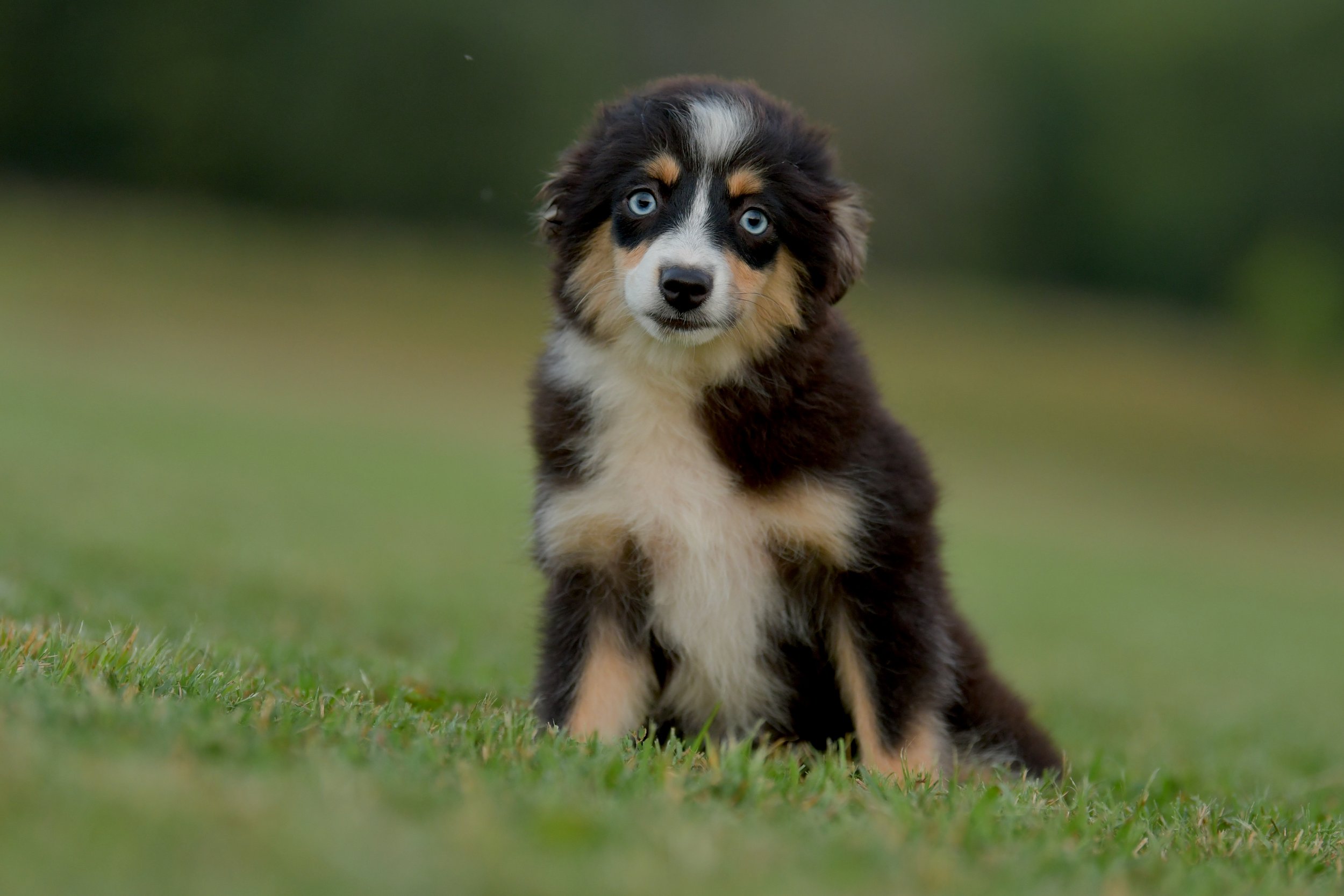 BOBA. Black Tri Female. $1650 to a pet home. Inquire for Full Registration. 