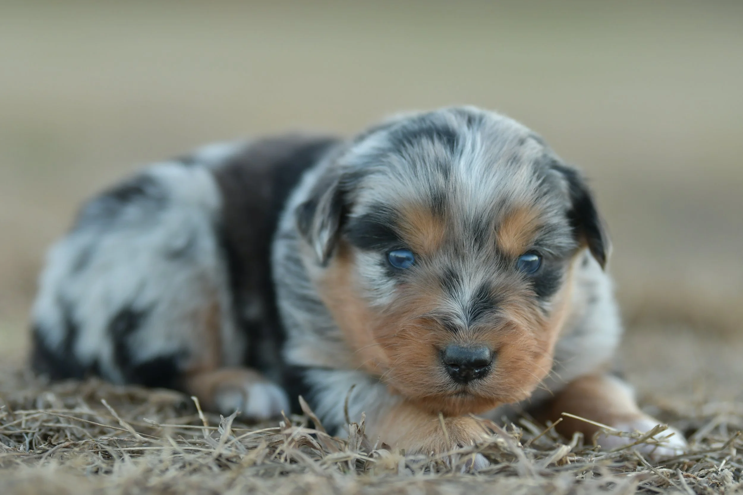 SAMUEL. Blue Merle Male. $2500. 