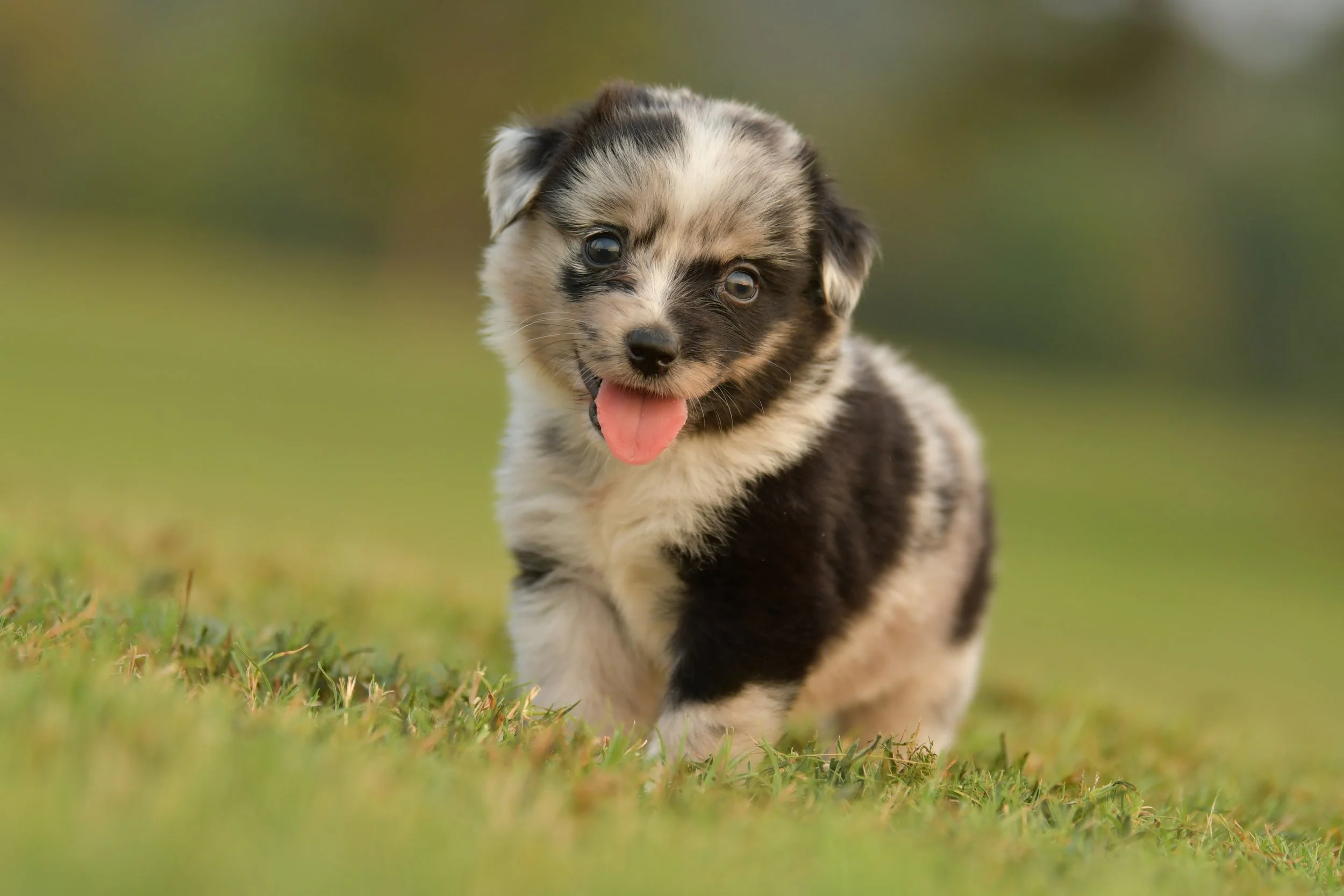 JEAN. Blue Merle Female. $3500. 