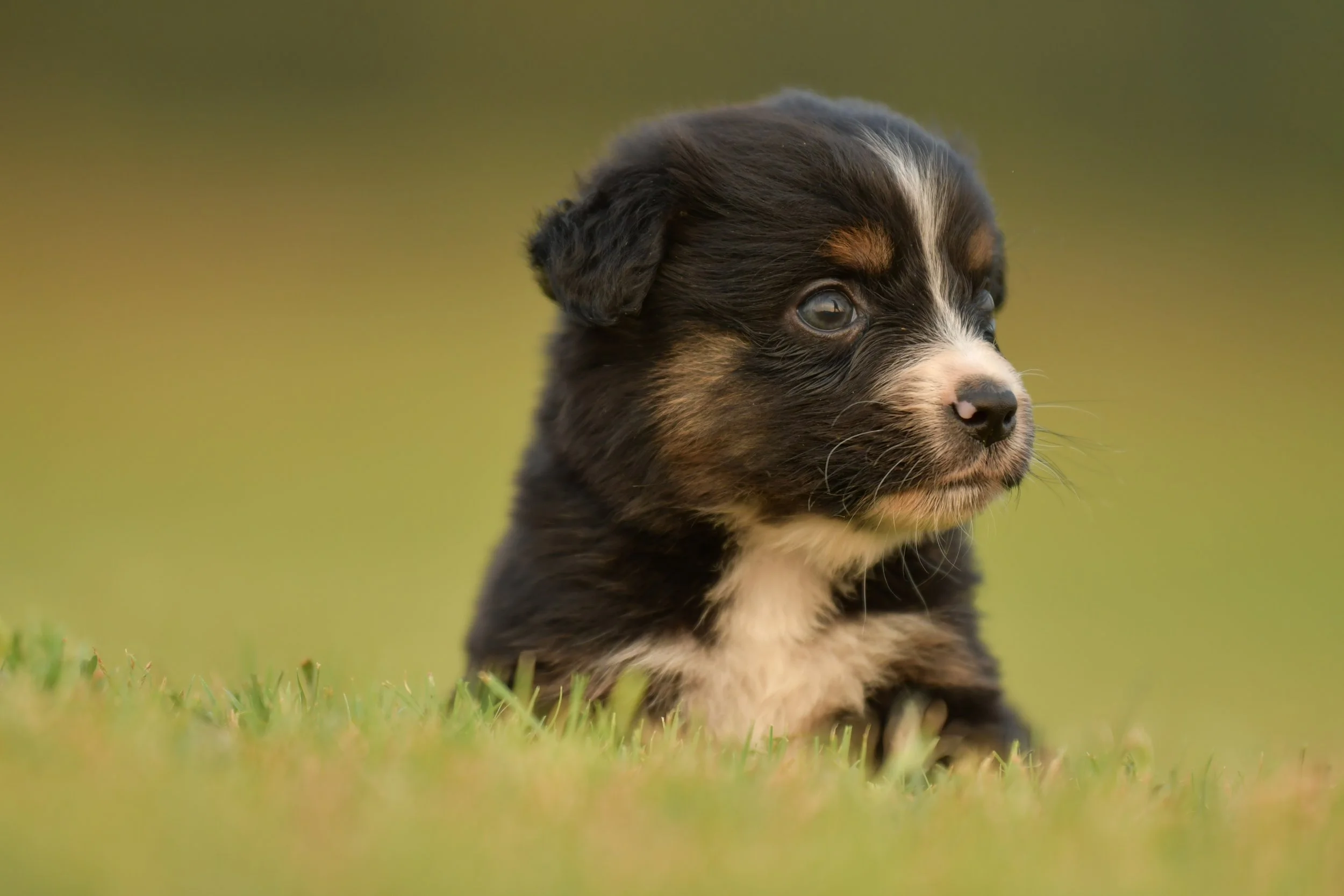 FRANK. Black Tri Male. $950.