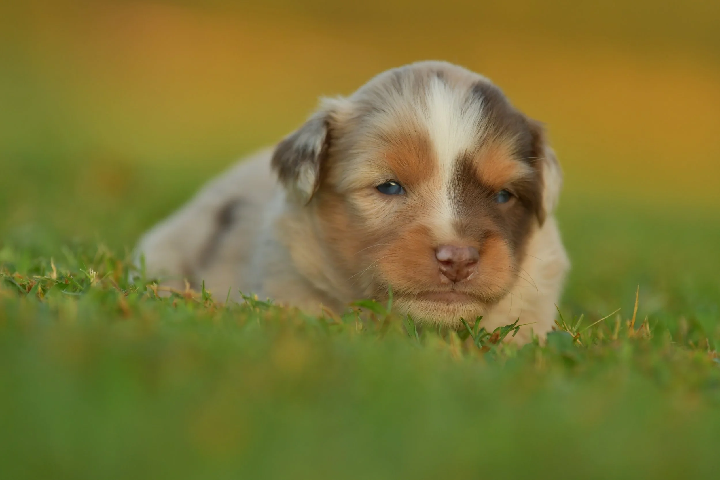 CALYPSO. Red Merle Female. $3500. 