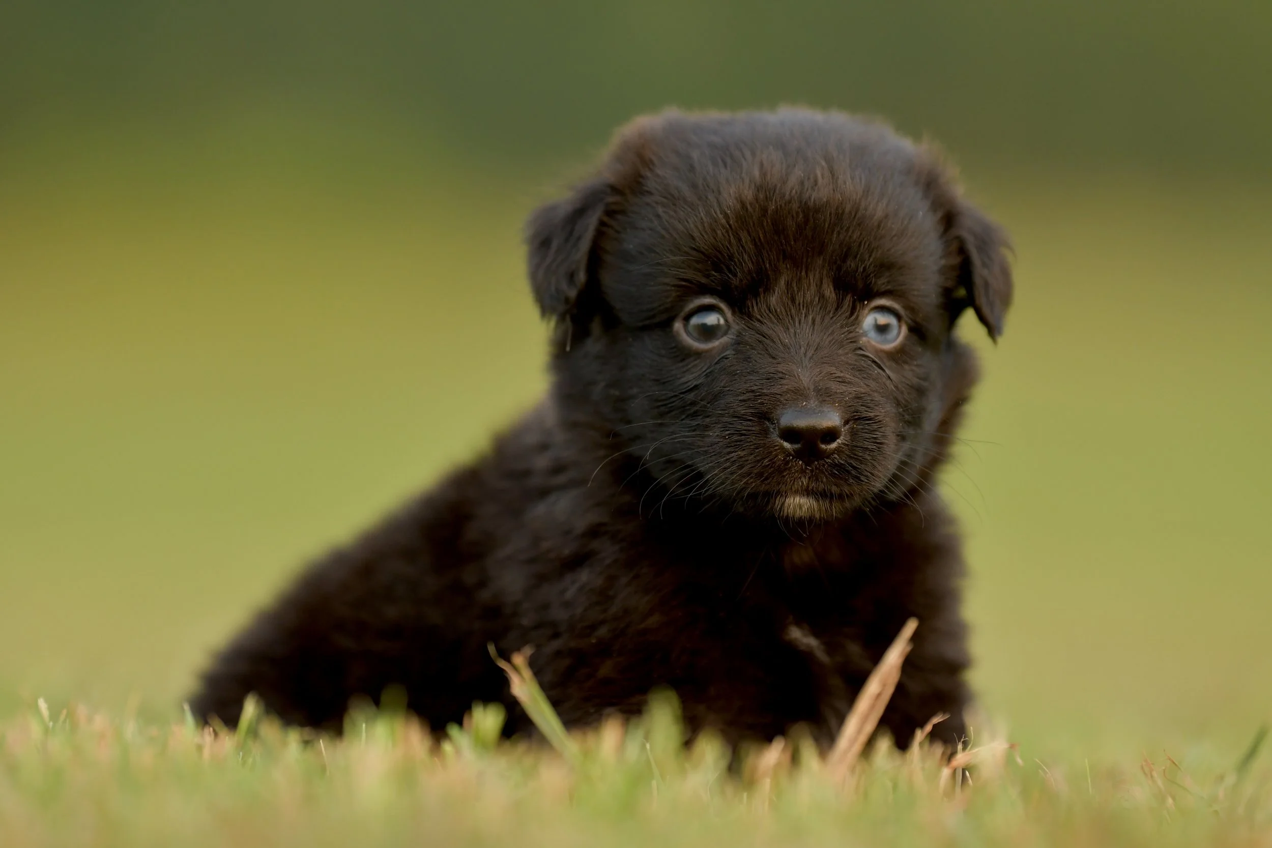 SADIE. Black Bi Female. $1500. 