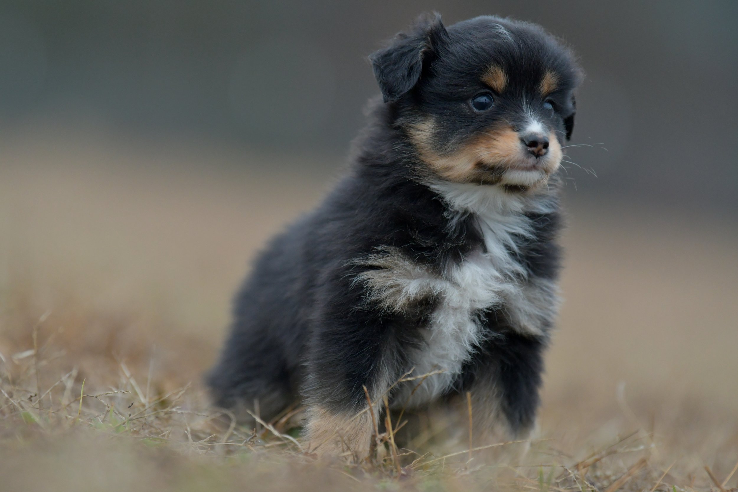Twinkle. Black Tri Female. RESERVED. 