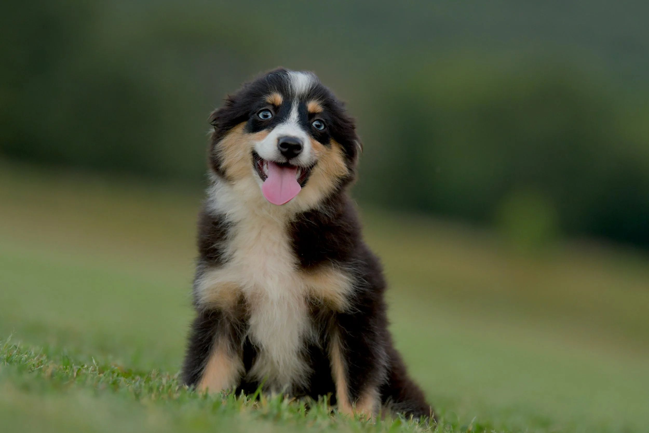 BOBA. Black Tri Female. $1650 to a pet home. Inquire for Full Registration. 