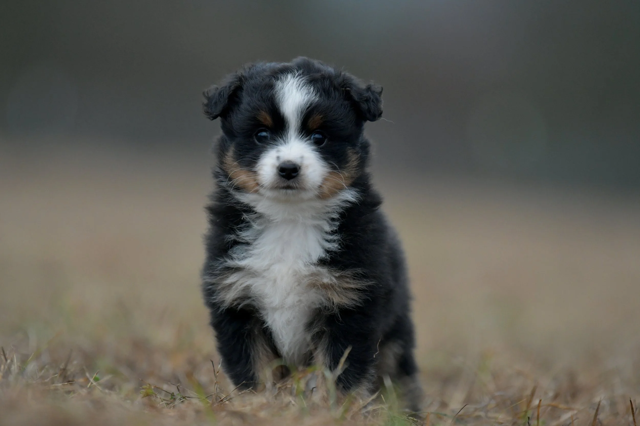 GLEAM. Black Tri Male. $1250. 