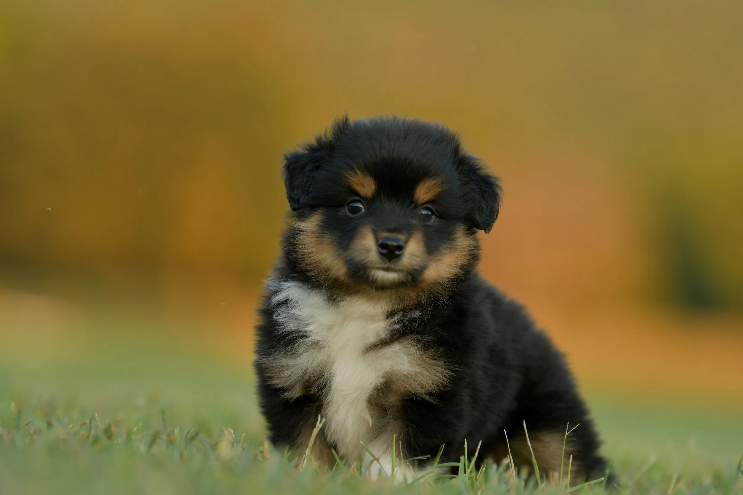 DUSKY. Black Tri Female. $1350. 